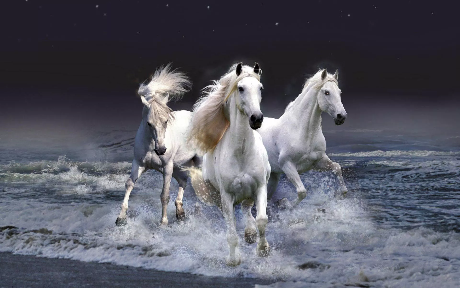 Download Beautiful Horses Running
