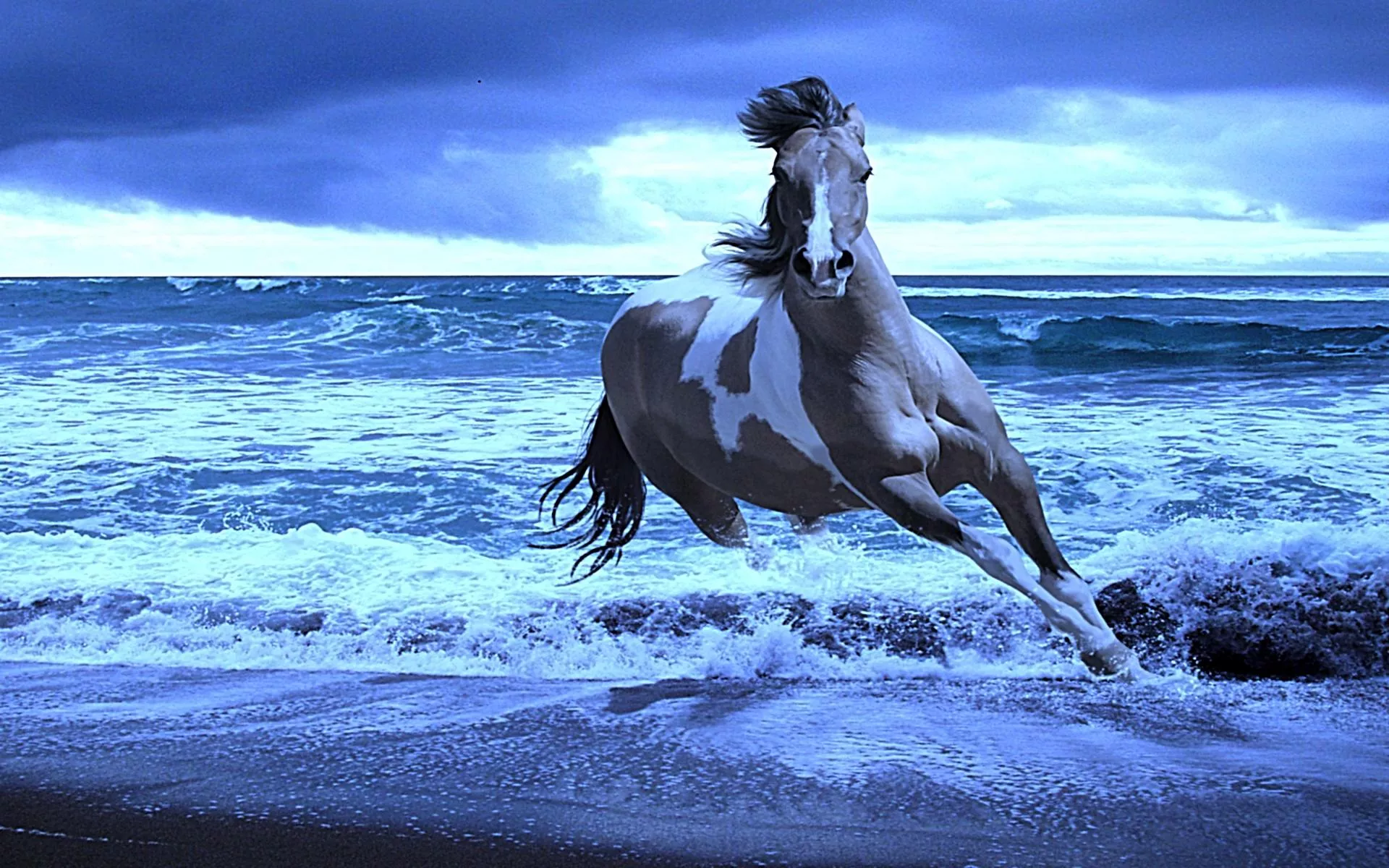 Sea Ocean Animal Horse HD Wallpaper