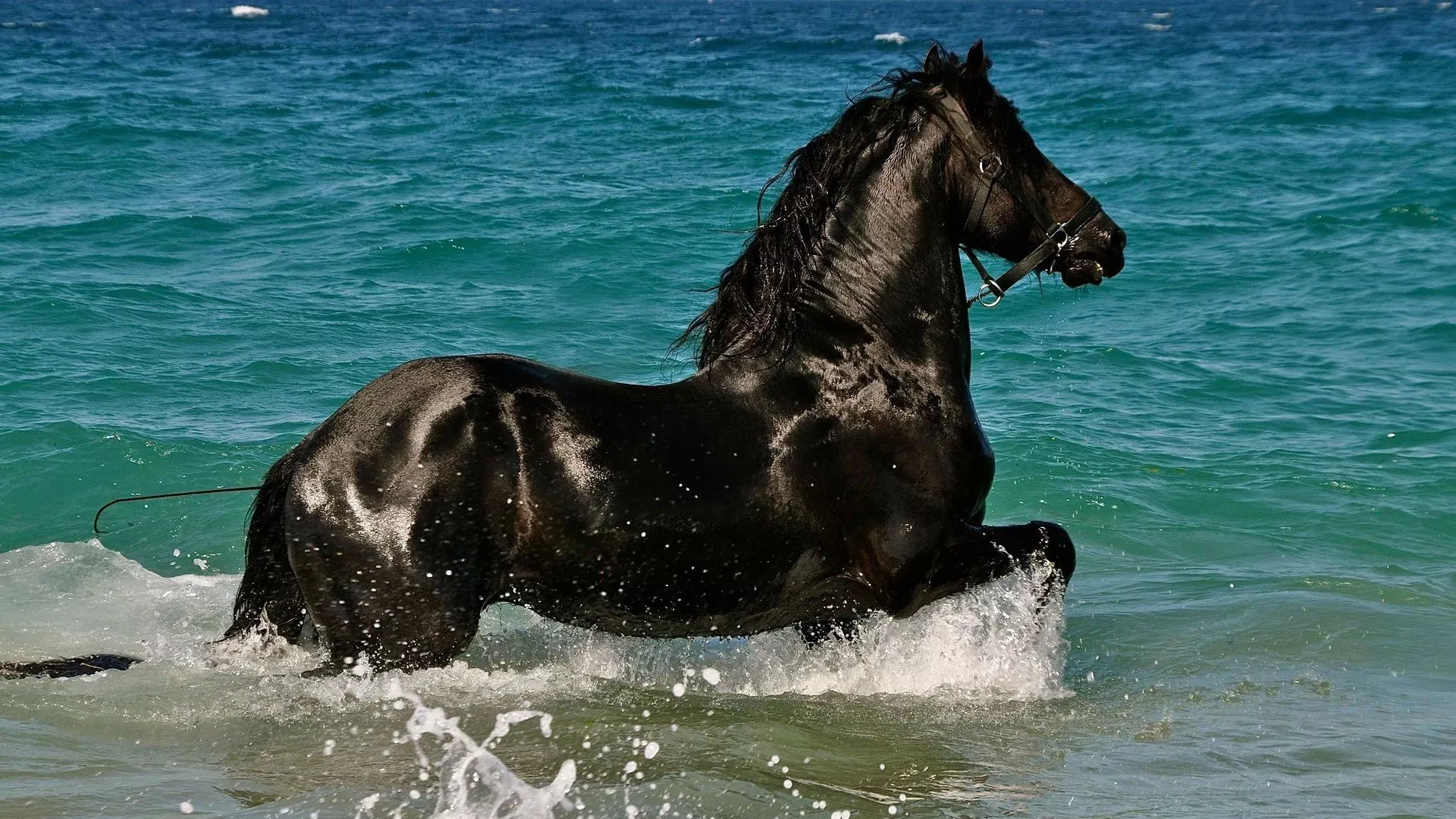 Black Horse On Sea Water HD Horse