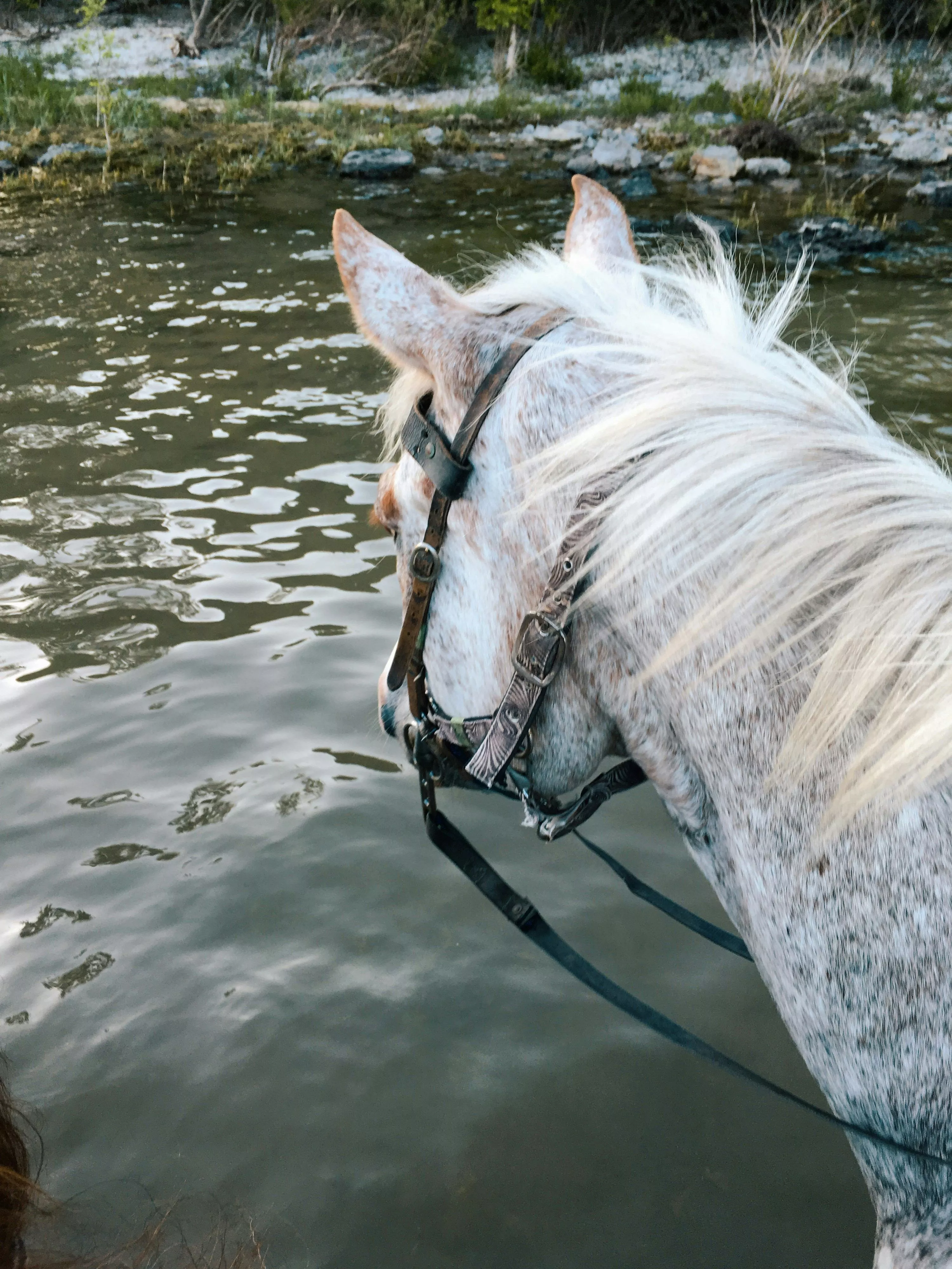 Horse Water Picture. Download Free