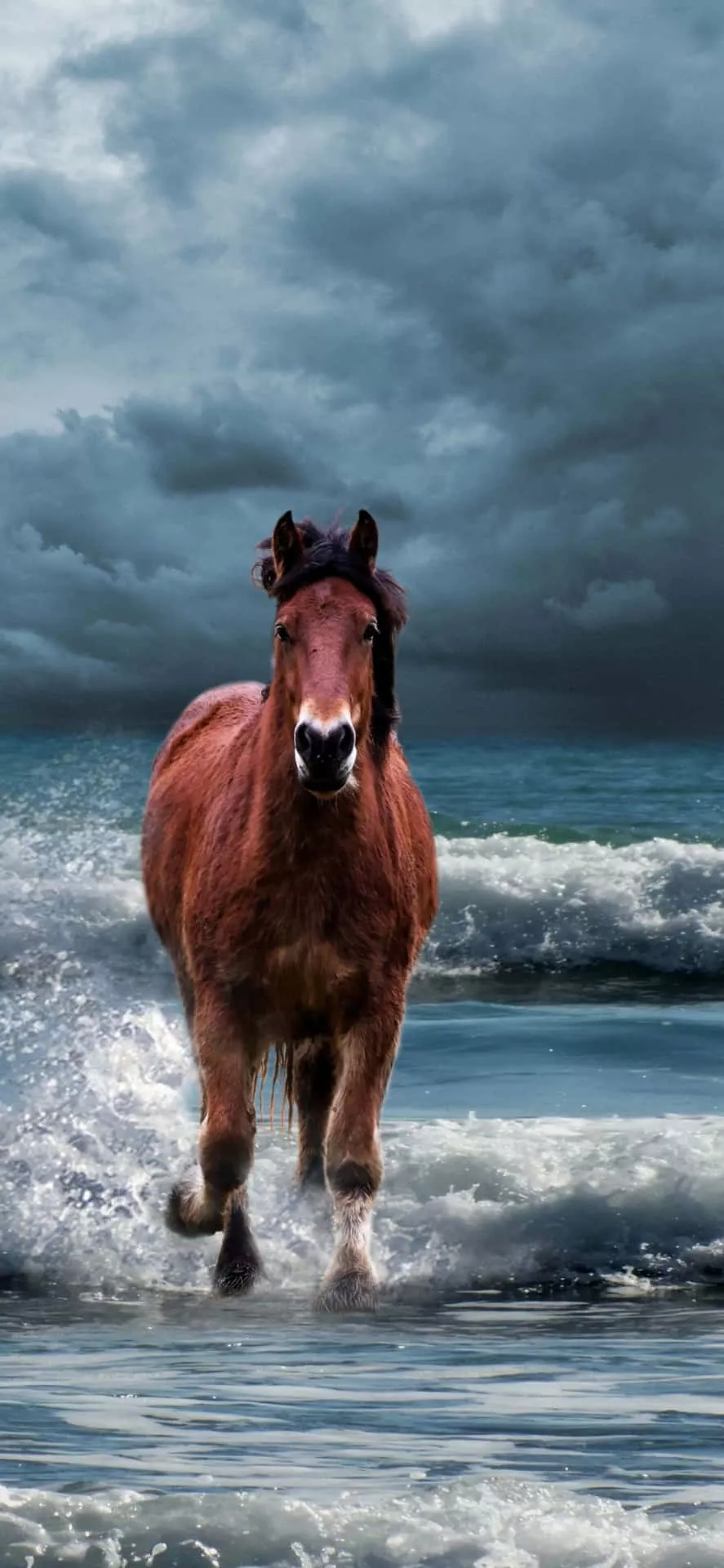 Horse Is Running In The Ocean Wallpaper