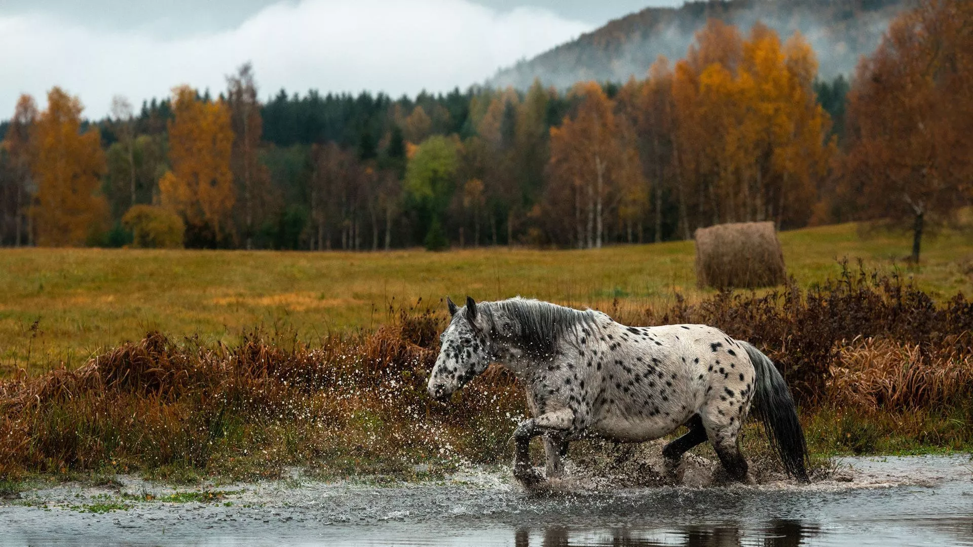 Black White Horse Is Walking On Water