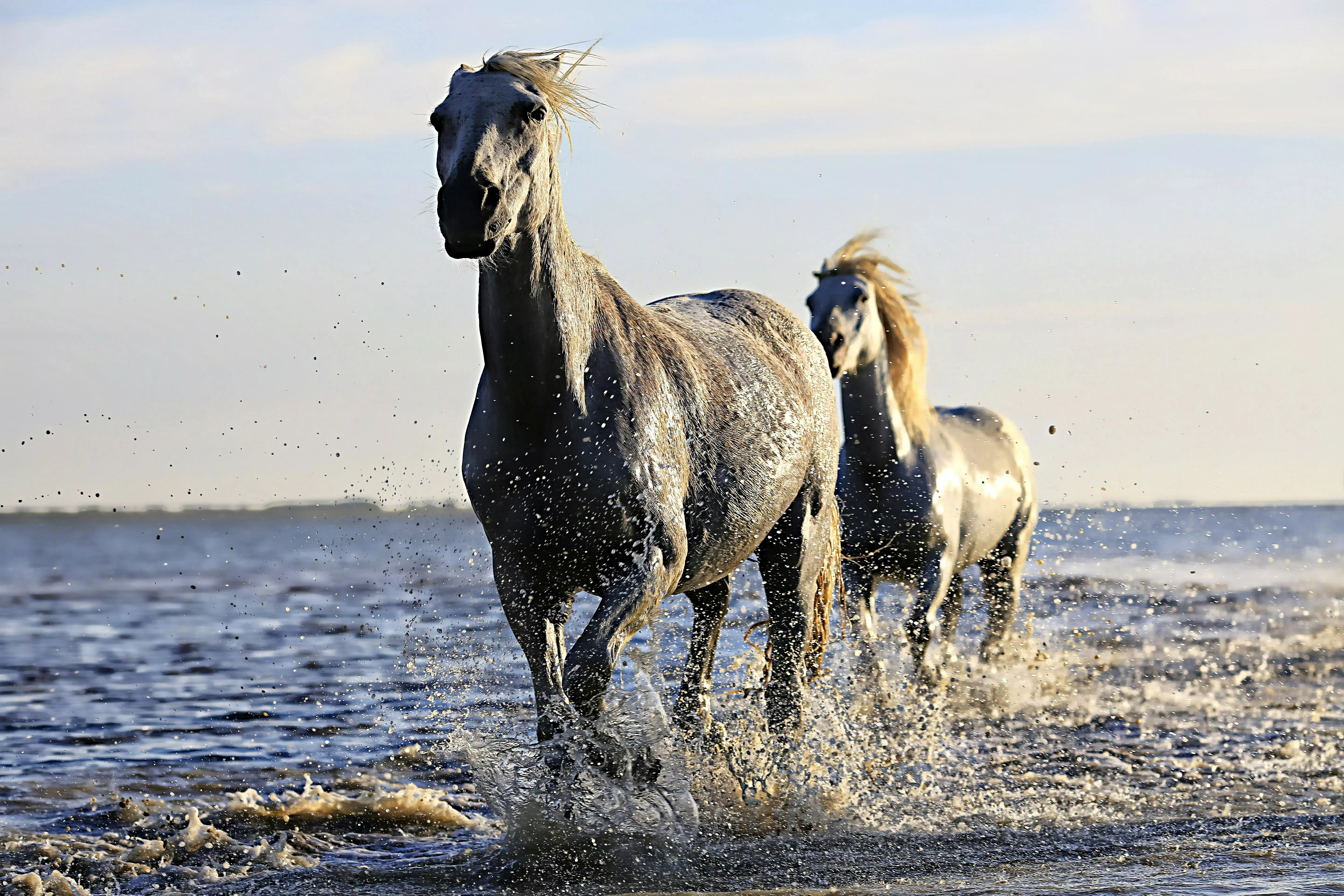 Horses Running Photo, Download