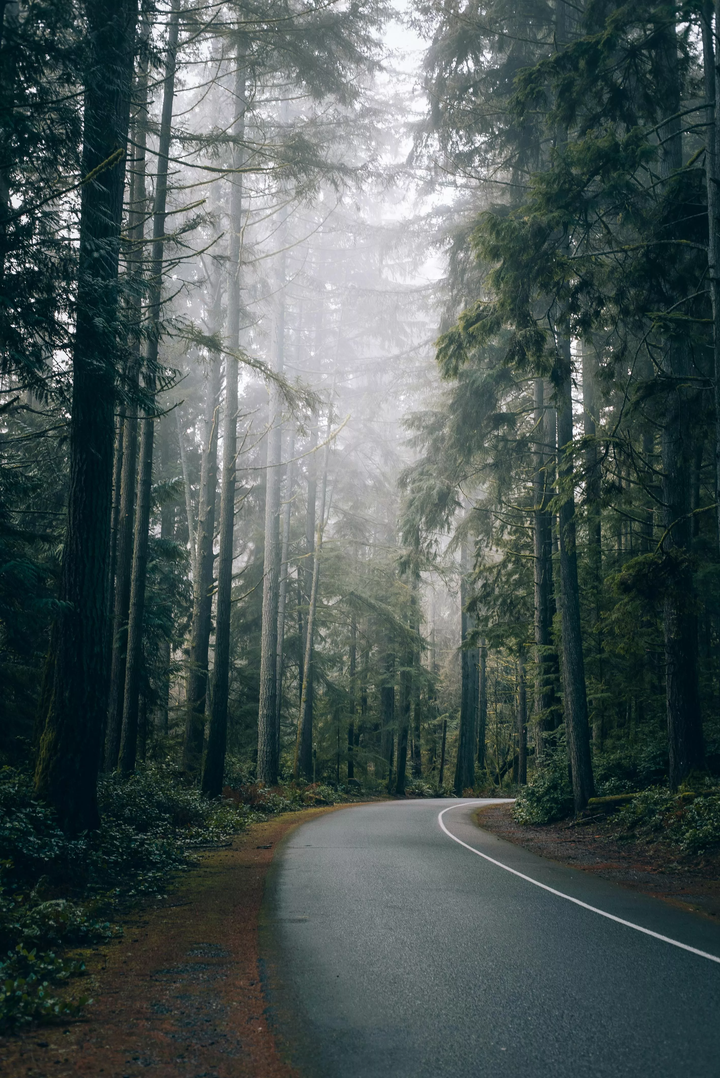 Road in Deep Forest · Free