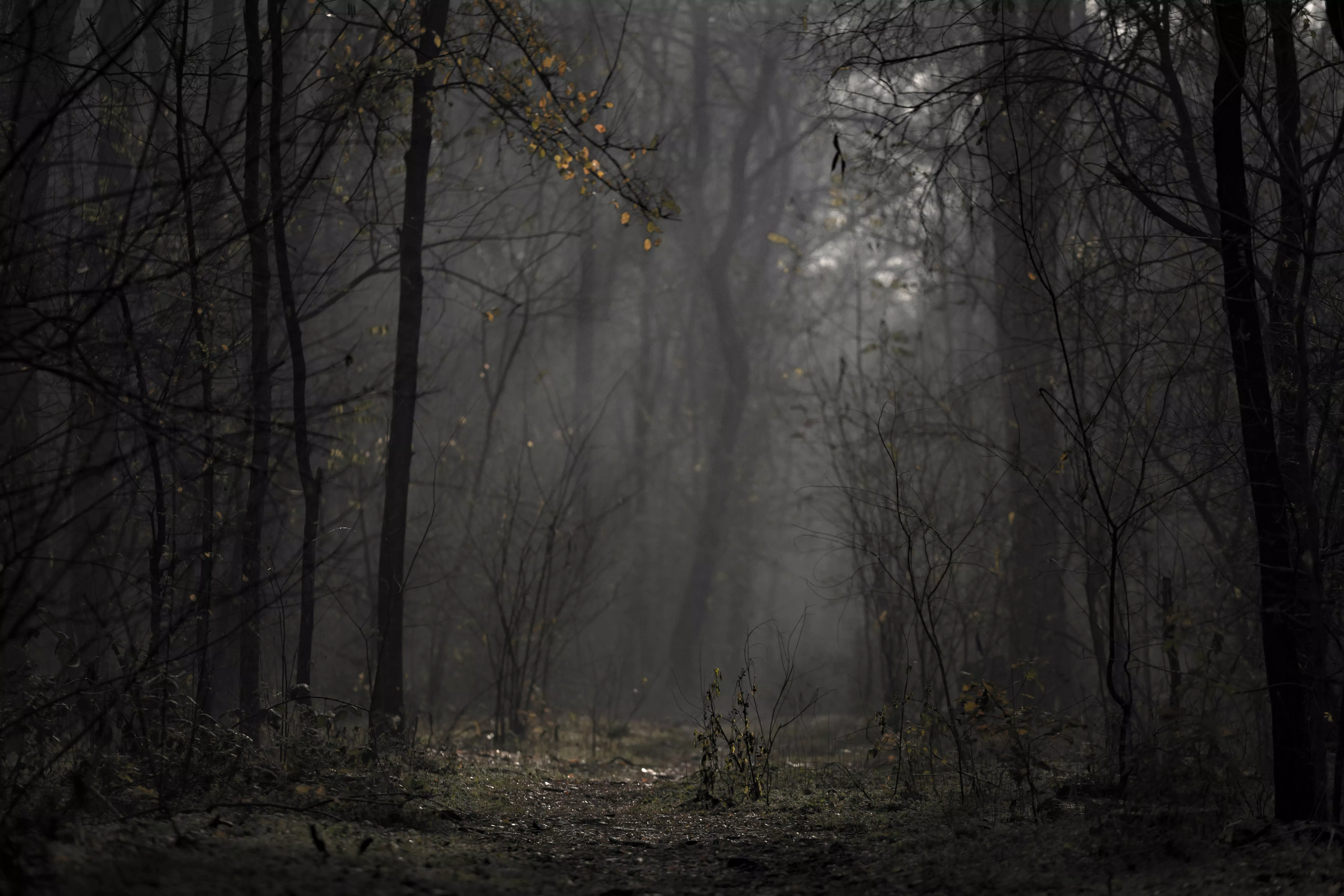 Dark Woods Photo, Download The BEST