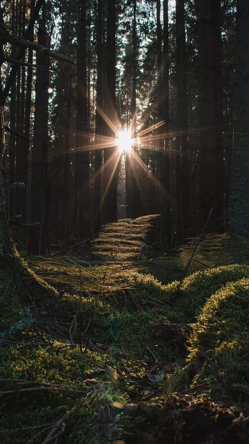 HD deep woods forest wallpaper