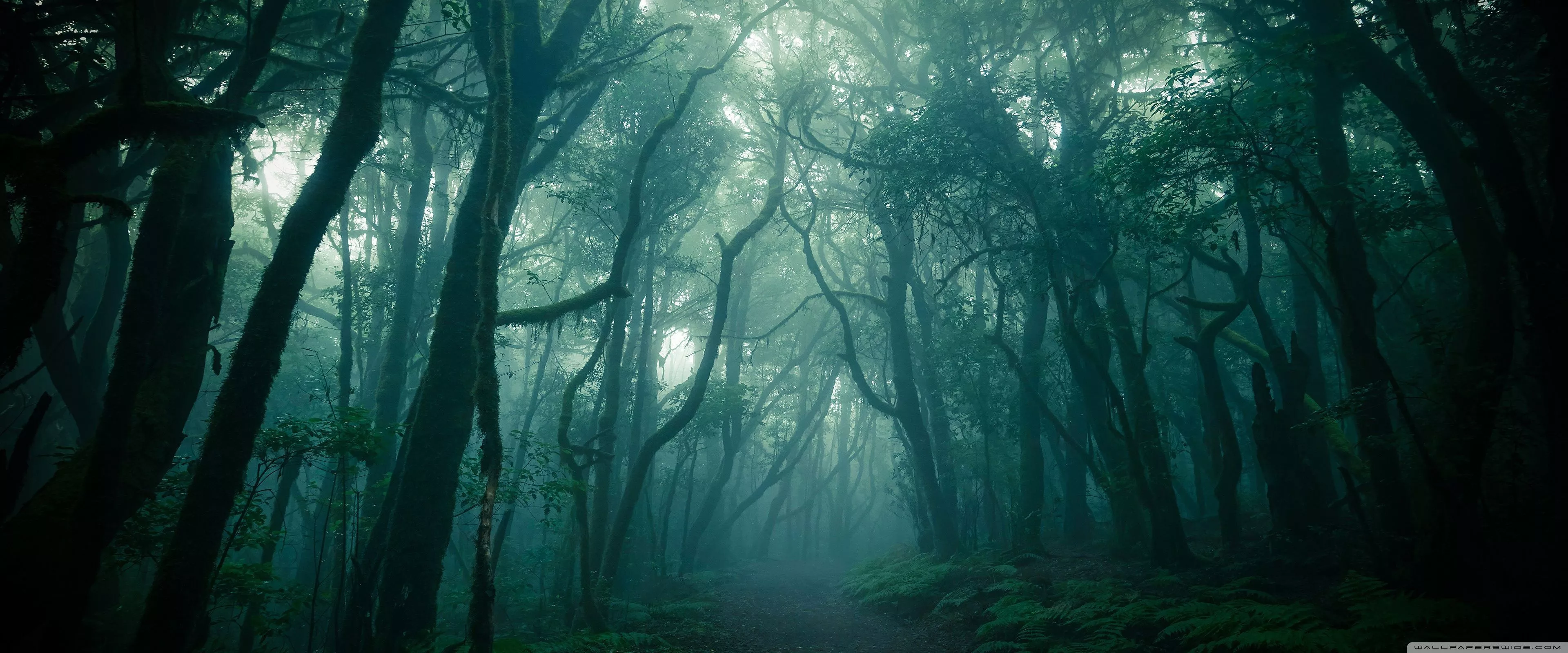 Dark Woods, Fog Ultra HD Wallpaper