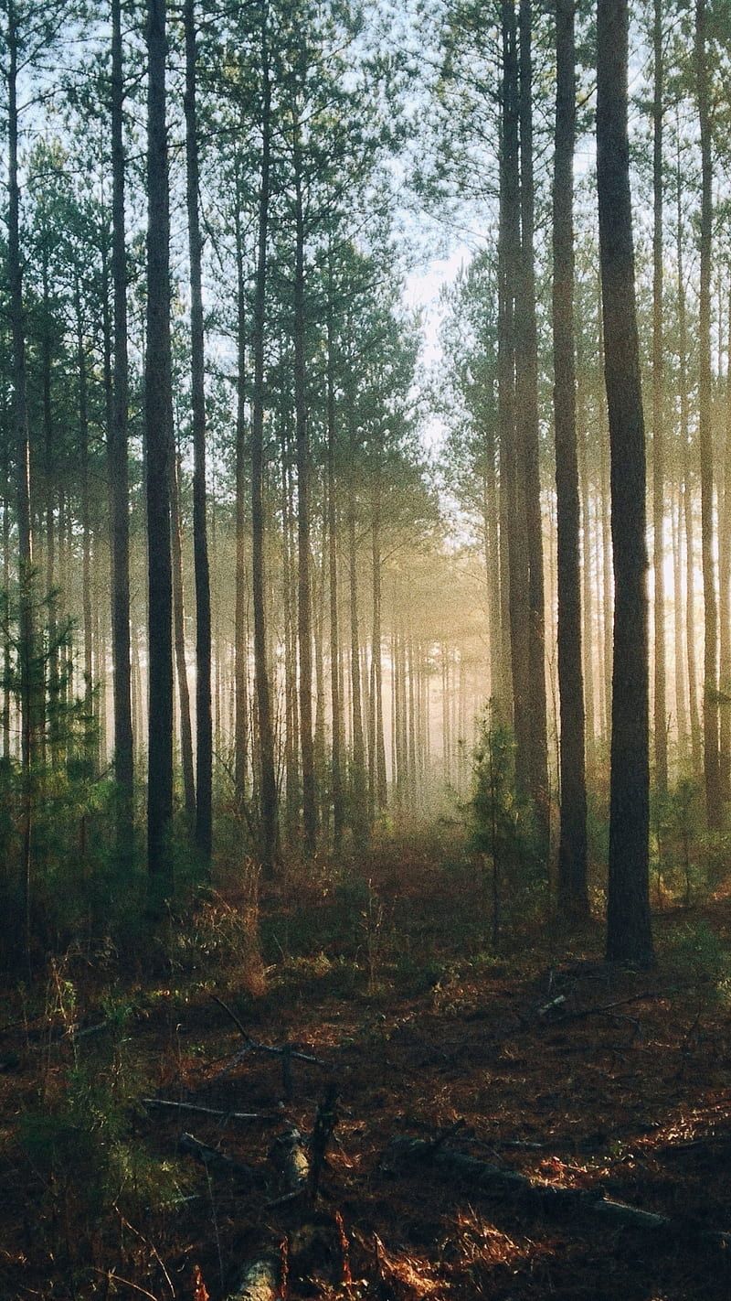 HD the deep woods wallpaper