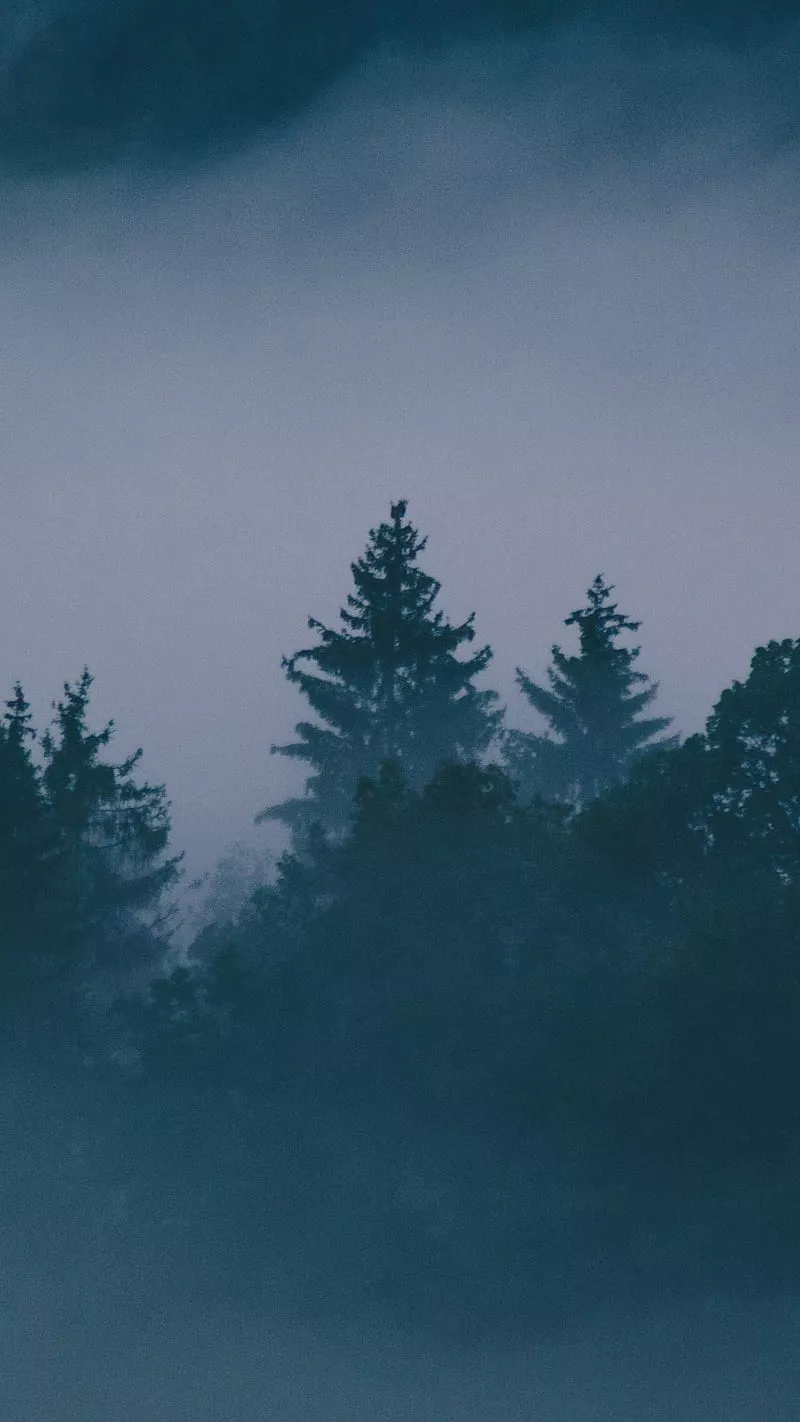 HD deep dark woods wallpaper