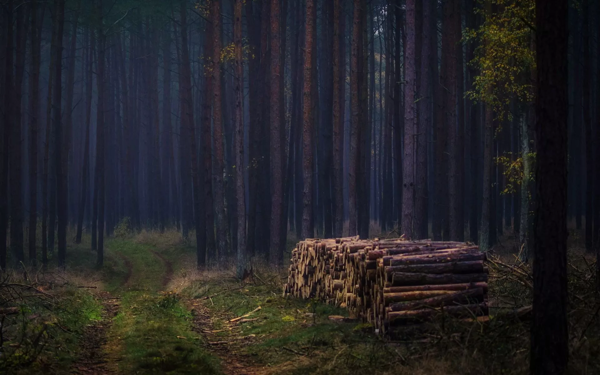 Wallpaper forest, trees, wood