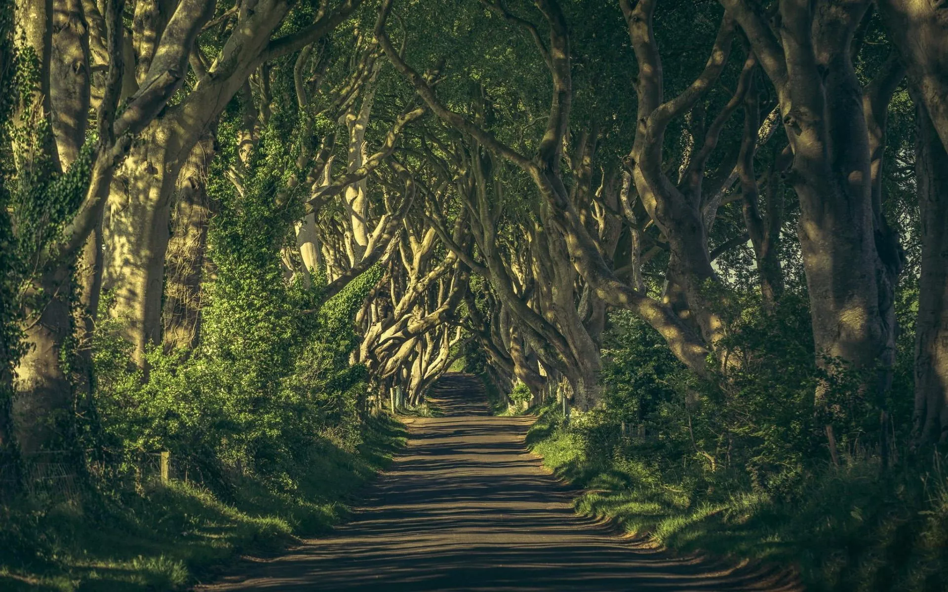 Deep Woods Road Plants Grass wallpaper