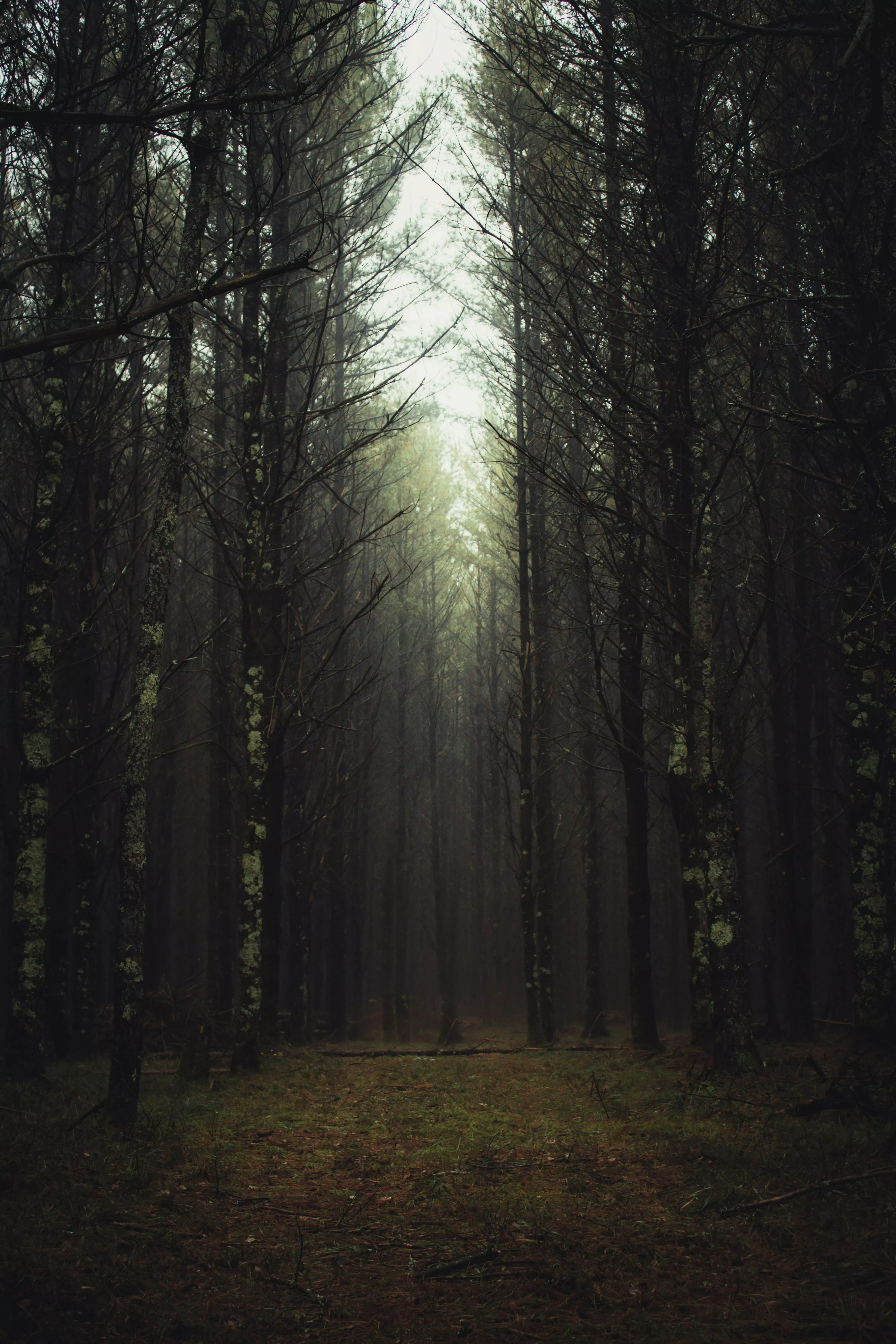 Deep Forest Photo, Download The BEST