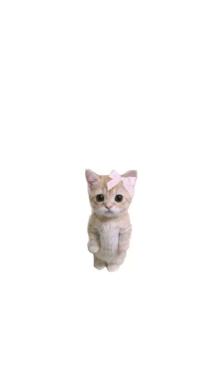 Cute cat wallpaper iPhone coquette