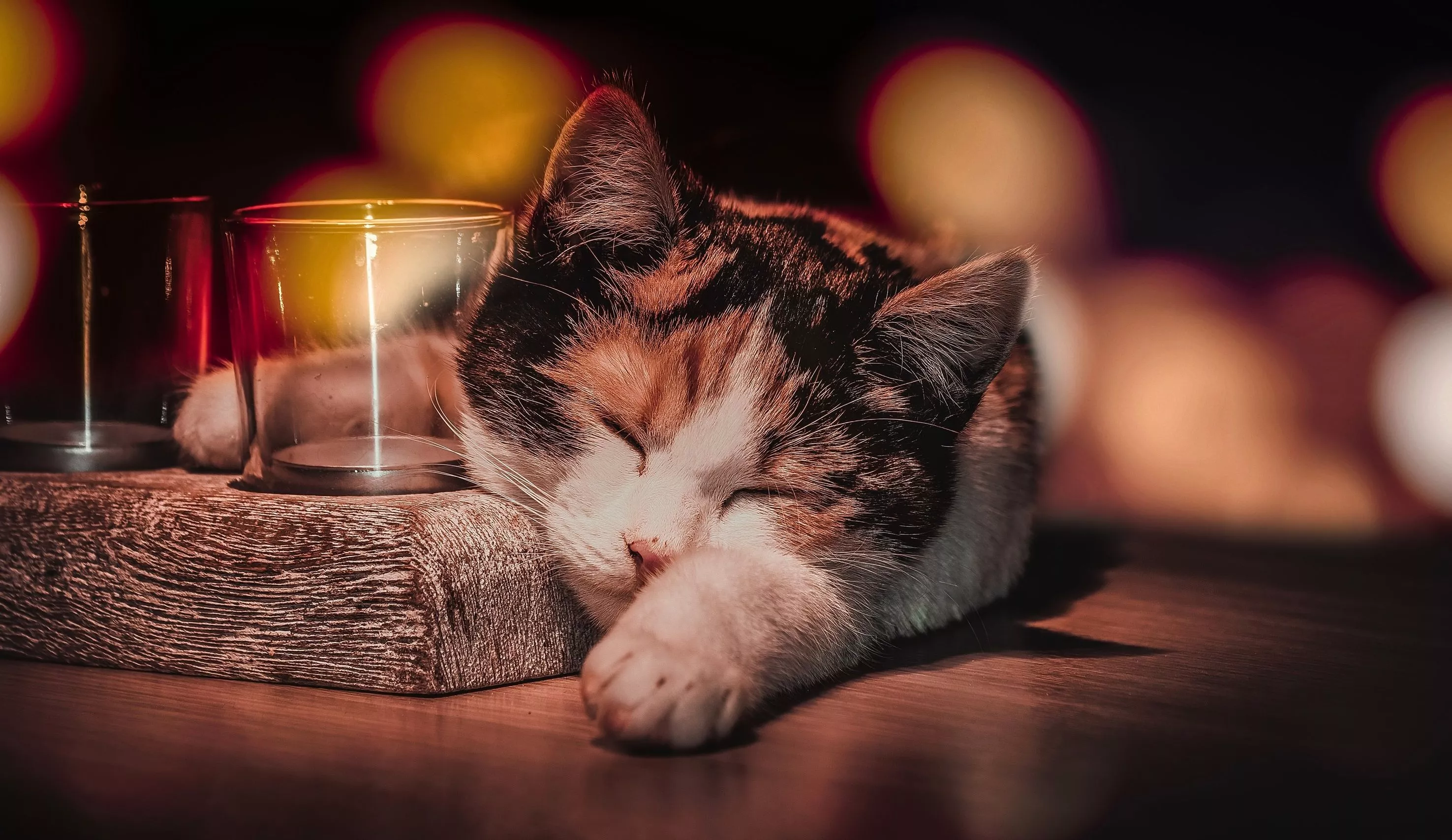 Download Sleeping Animal Cat HD Wallpaper
