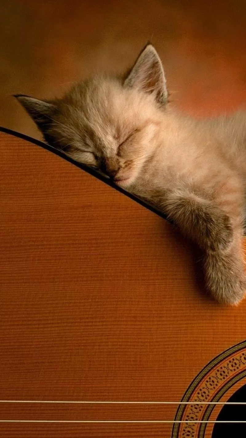 Cute Cat Live, Sleeping On Guitar