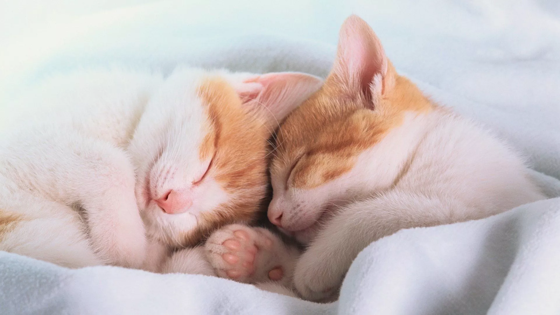 Download Close Up Cute Cuddle Sleeping