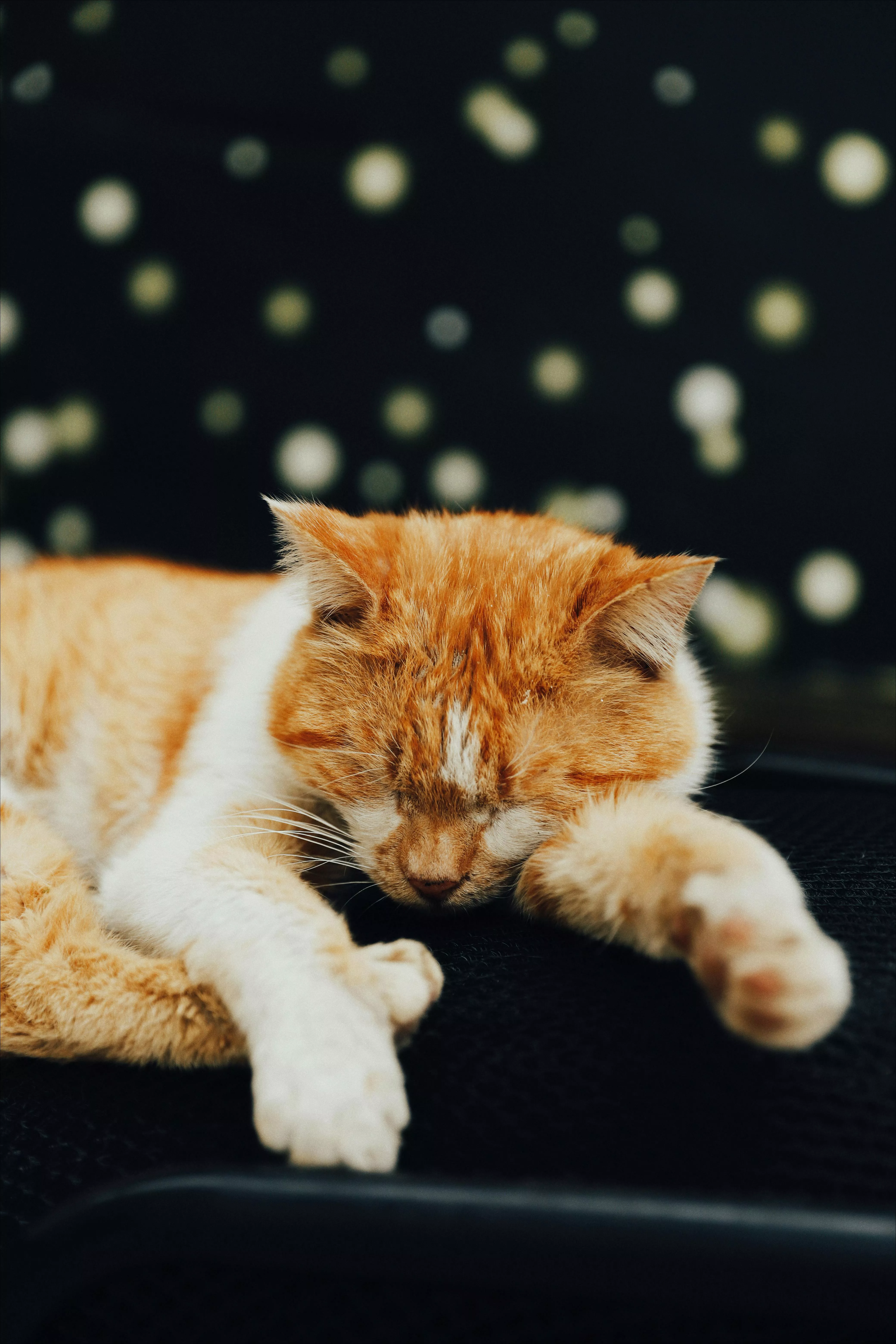 Cat Lying Down and Sleeping · Free