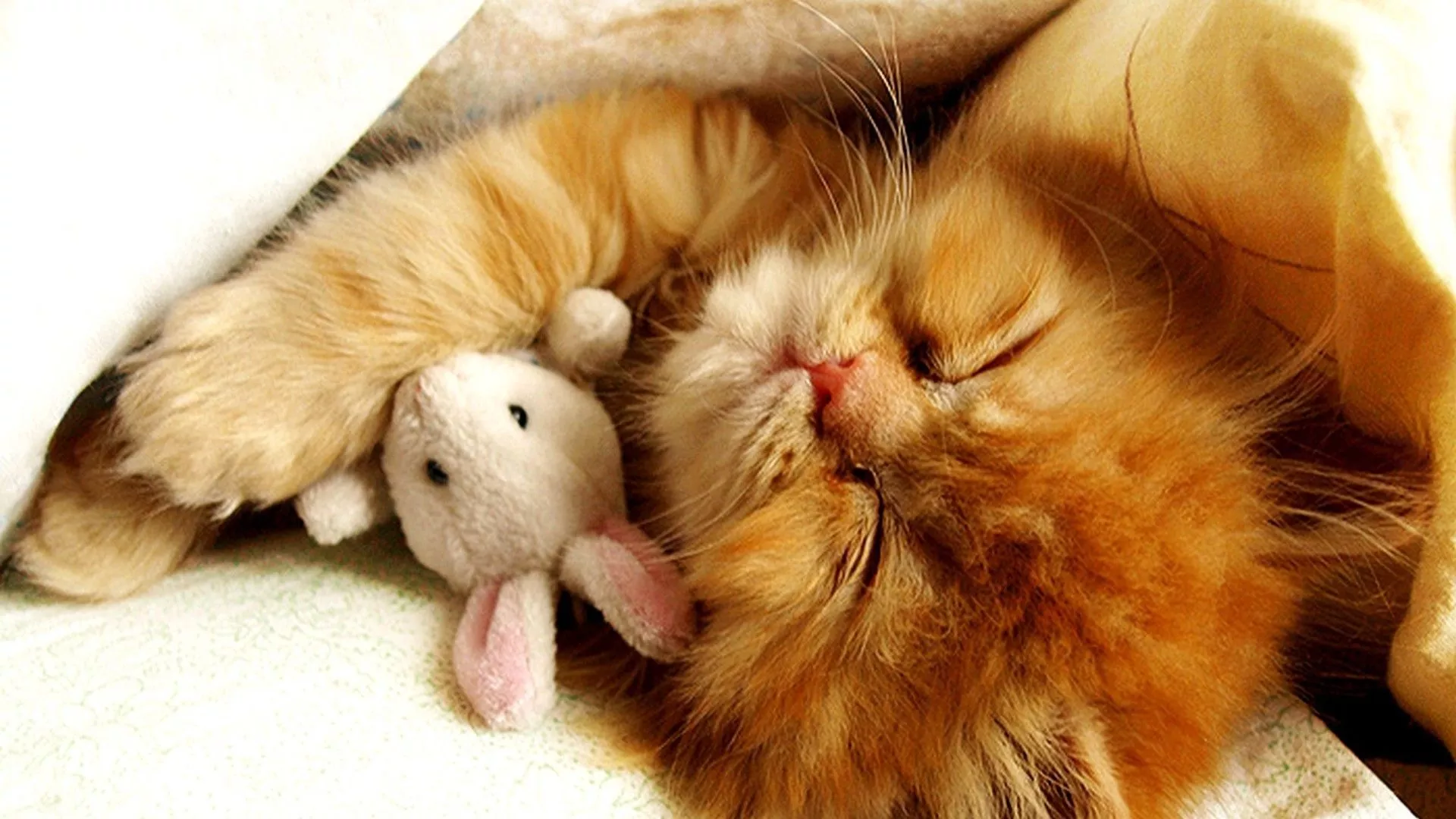Cute Brown Cat Kitten Is Sleeping With
