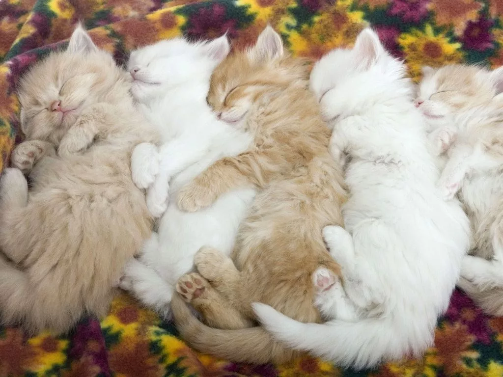 baby cats sleeping wallpaper x 800