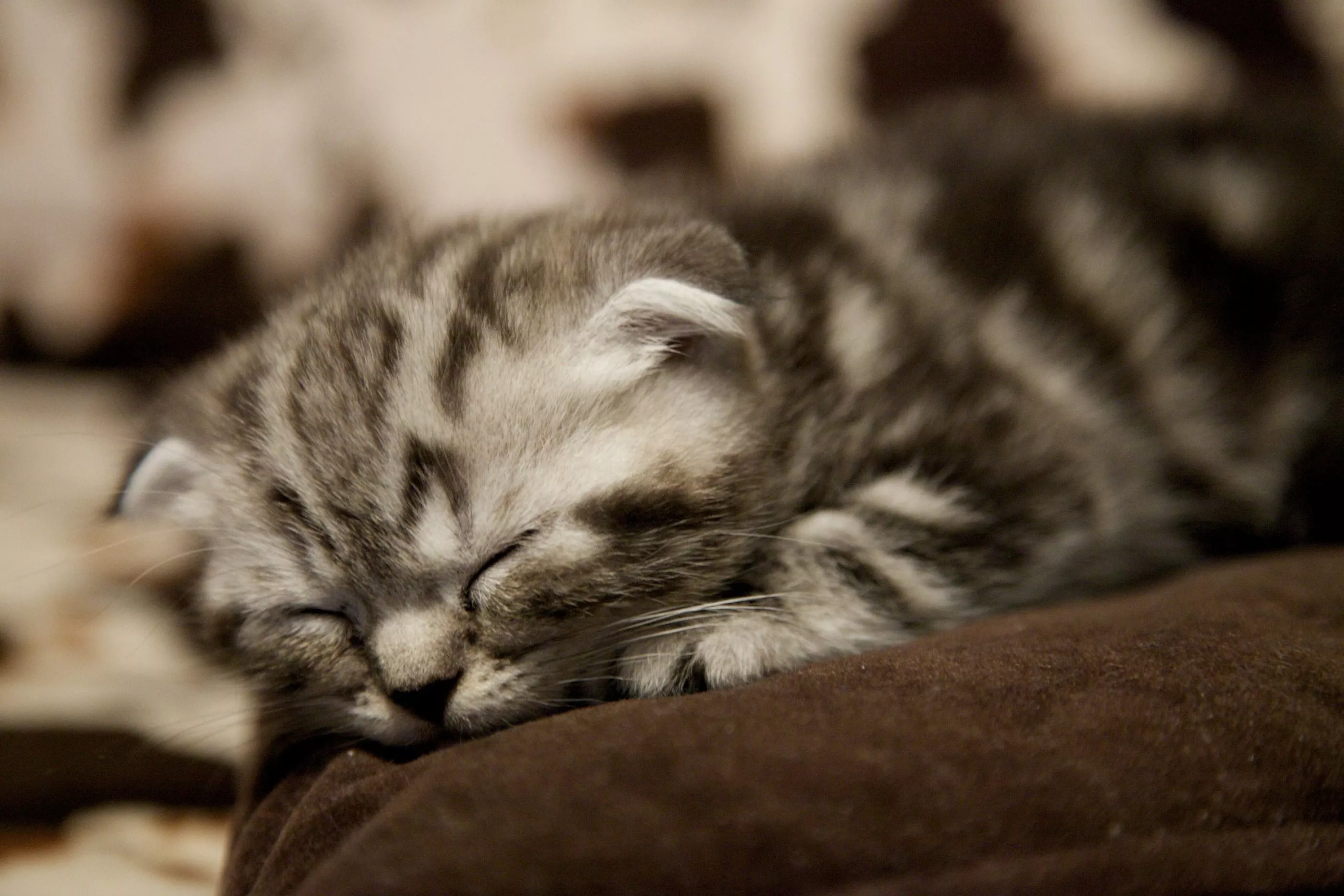 Scottish Fold Kitten, Sleeps, Squat