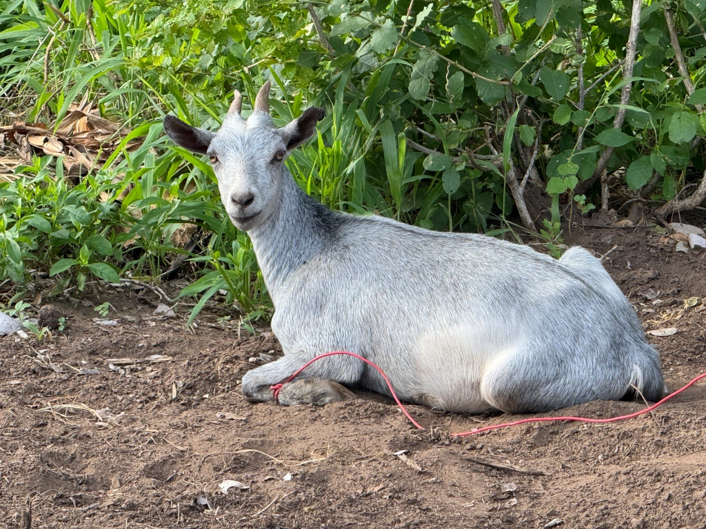scapegoat. wine and wild dogs