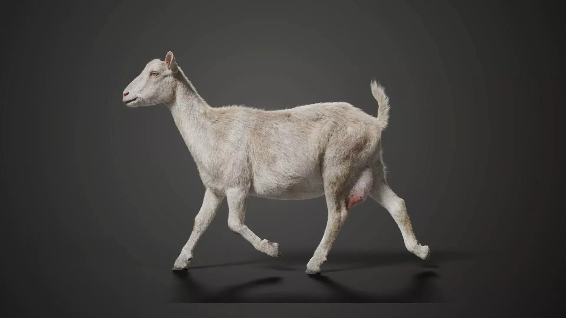 Goat 01 04 (4 Sheep) Animated. VFX