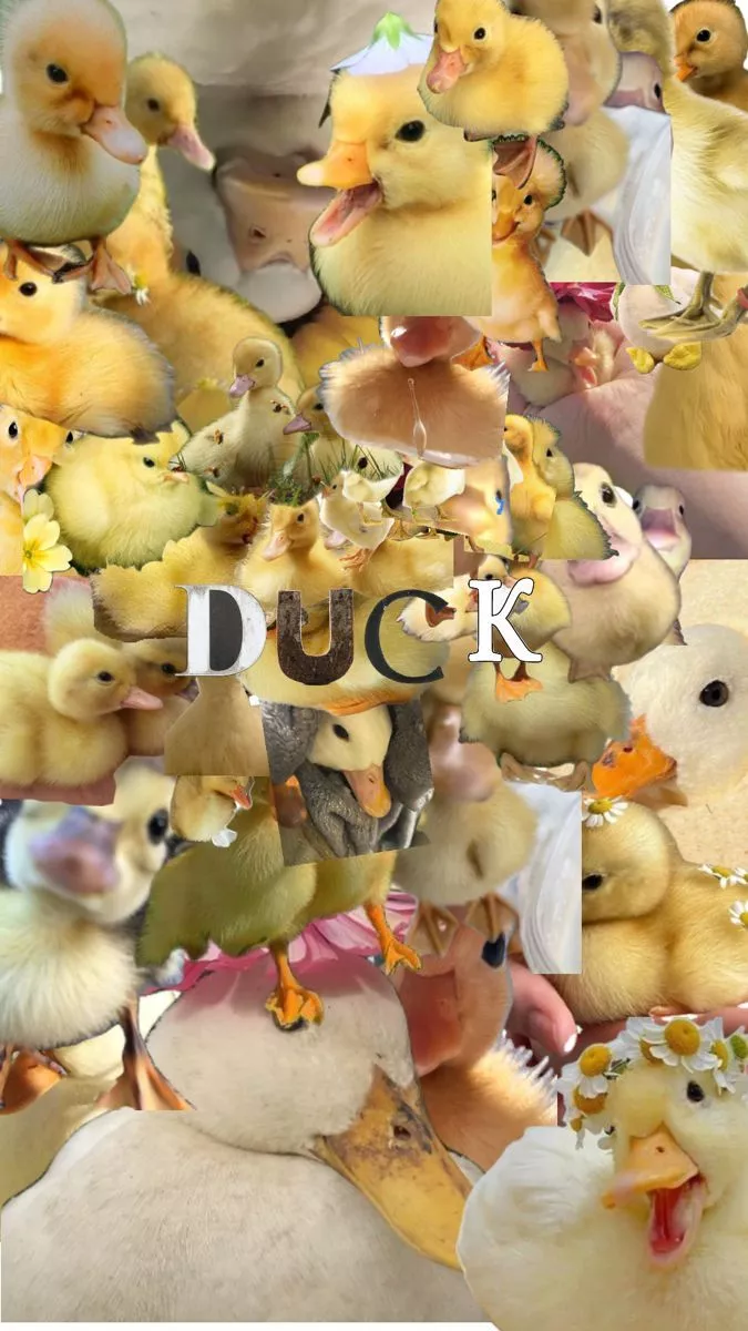 ducks and duckling wallpaper <3