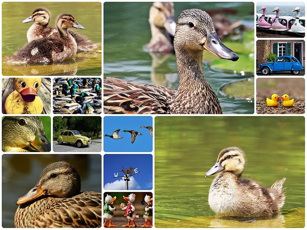 ducks. Duck collage ducks collage