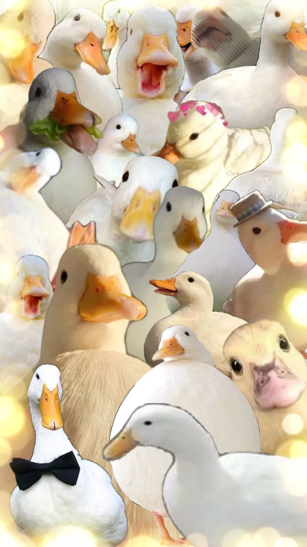 #ducks #cute
