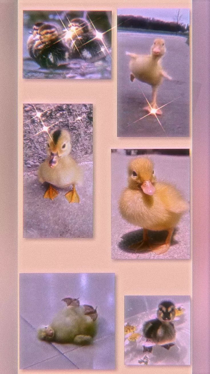 Baby duck wallpaper