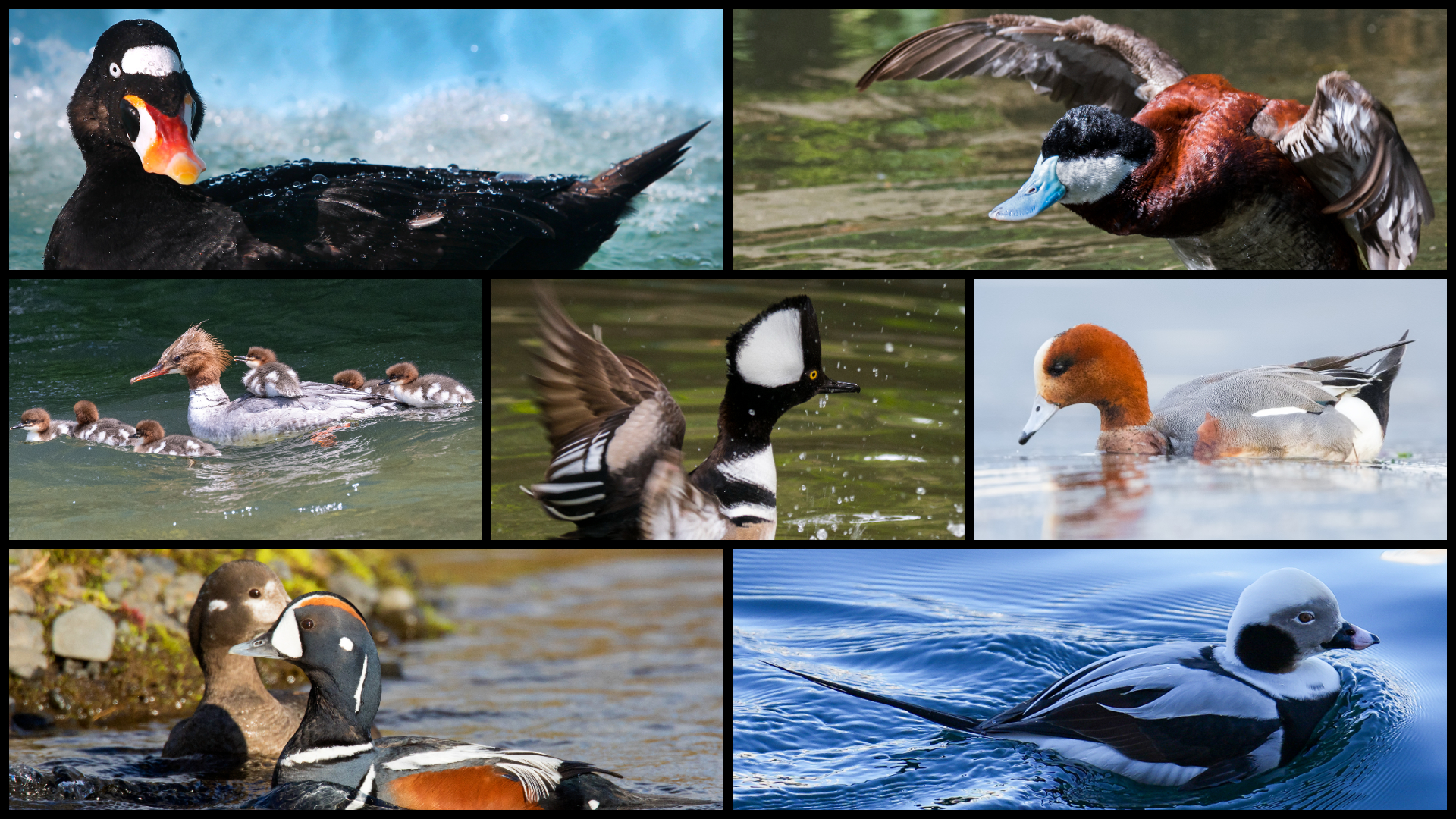 ducks you may find in Virginia