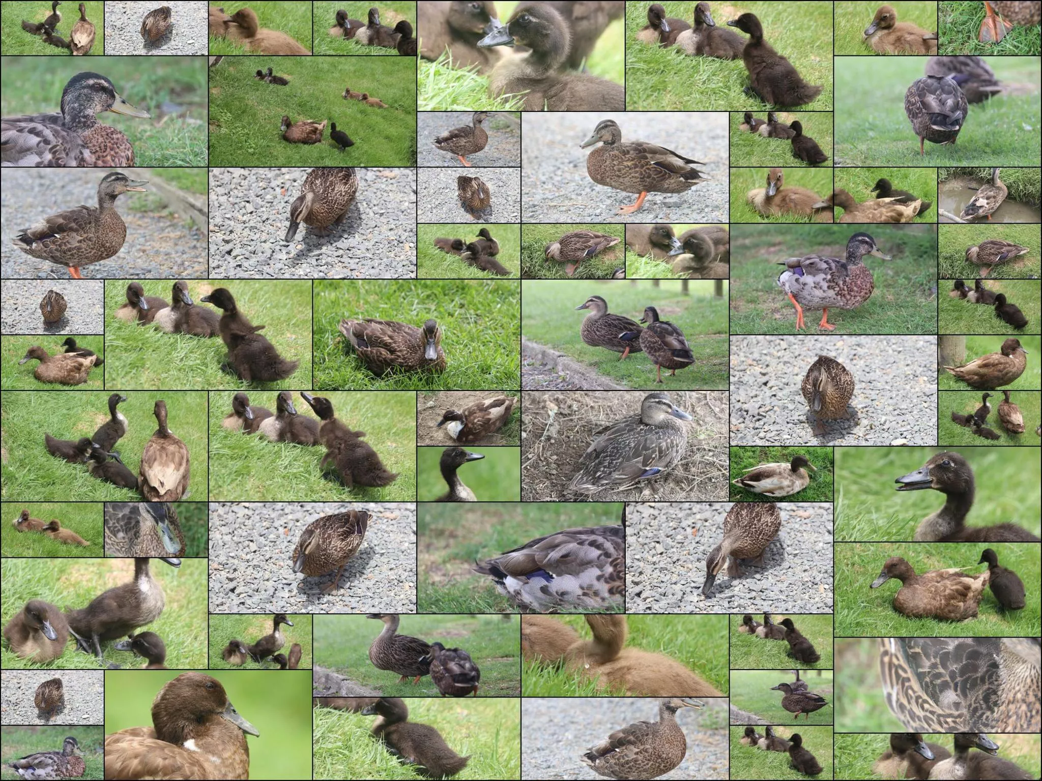 photo of Ducks and Ducklings