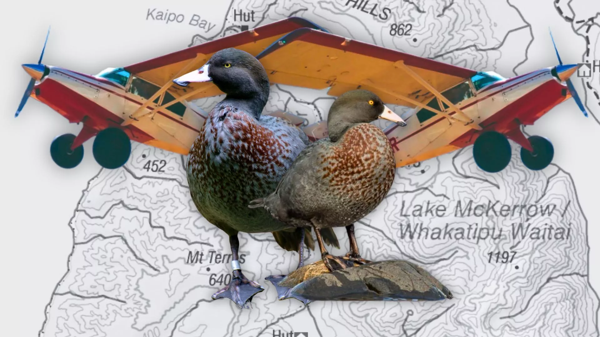 how planes are saving Fiordland's whio