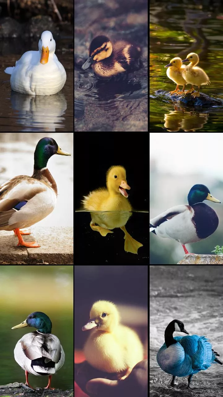 Duck Wallpaper APK for Android Download