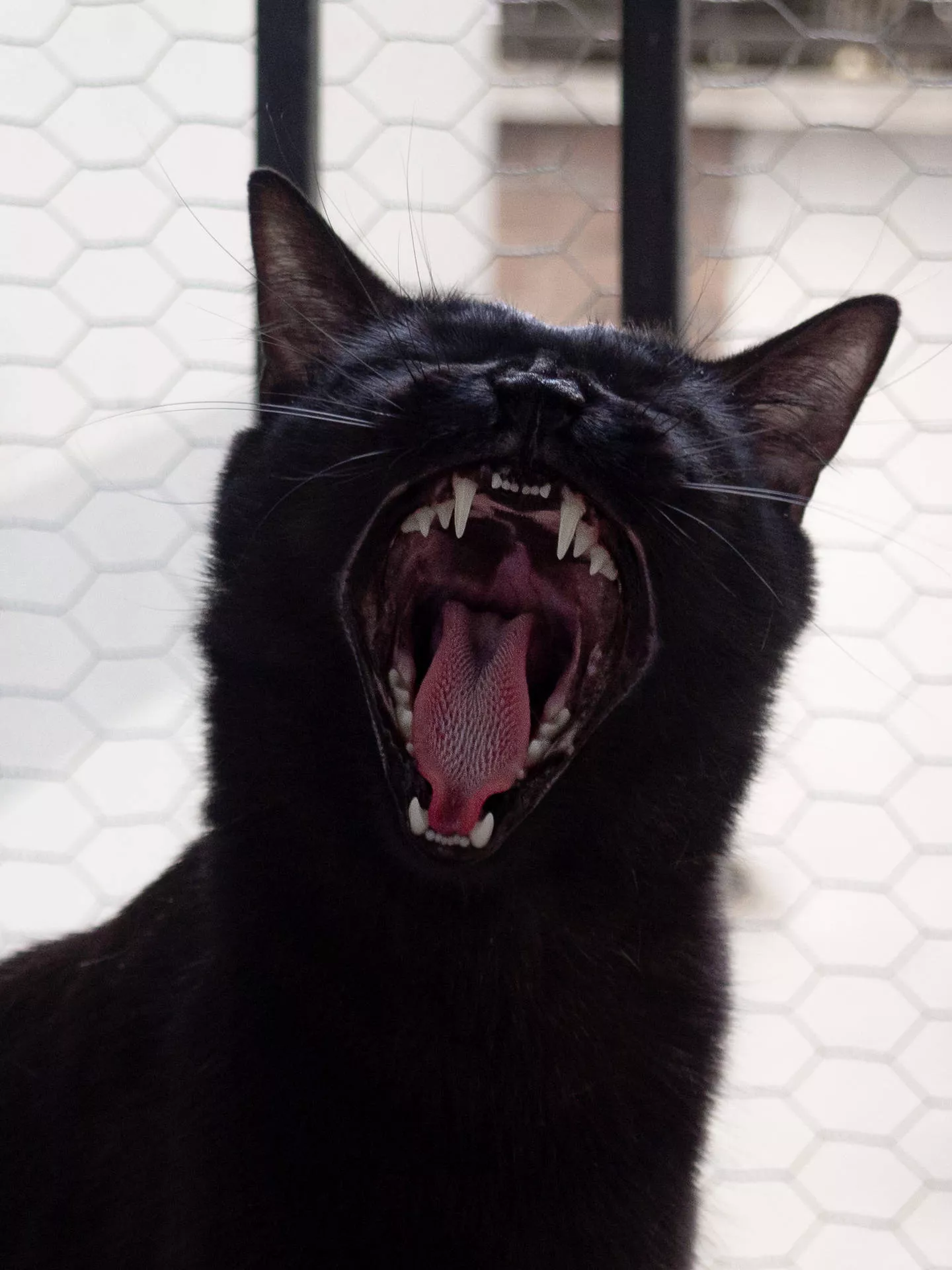 Download Yawning Black Cat Wallpaper