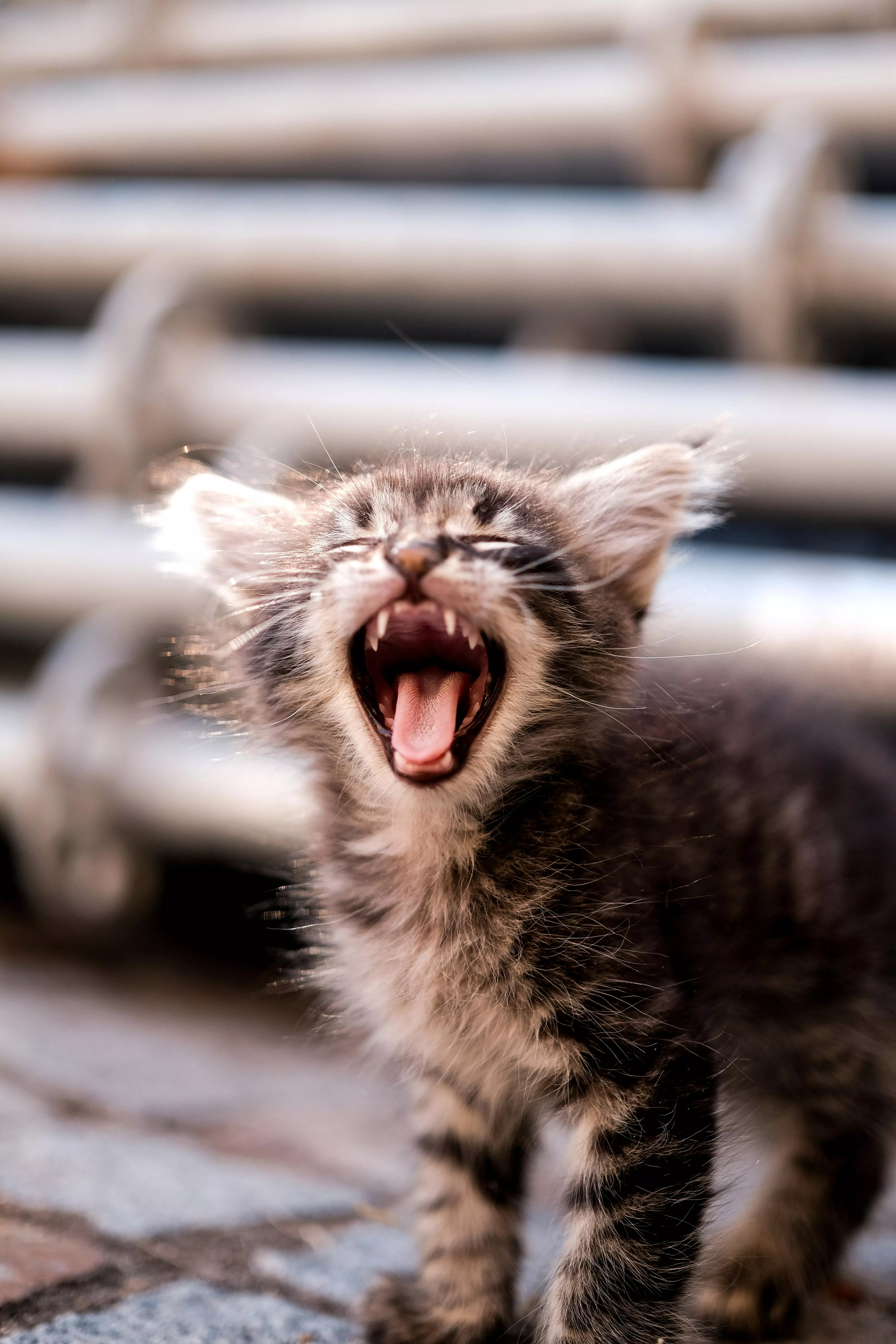 Yawning Kitten · Free