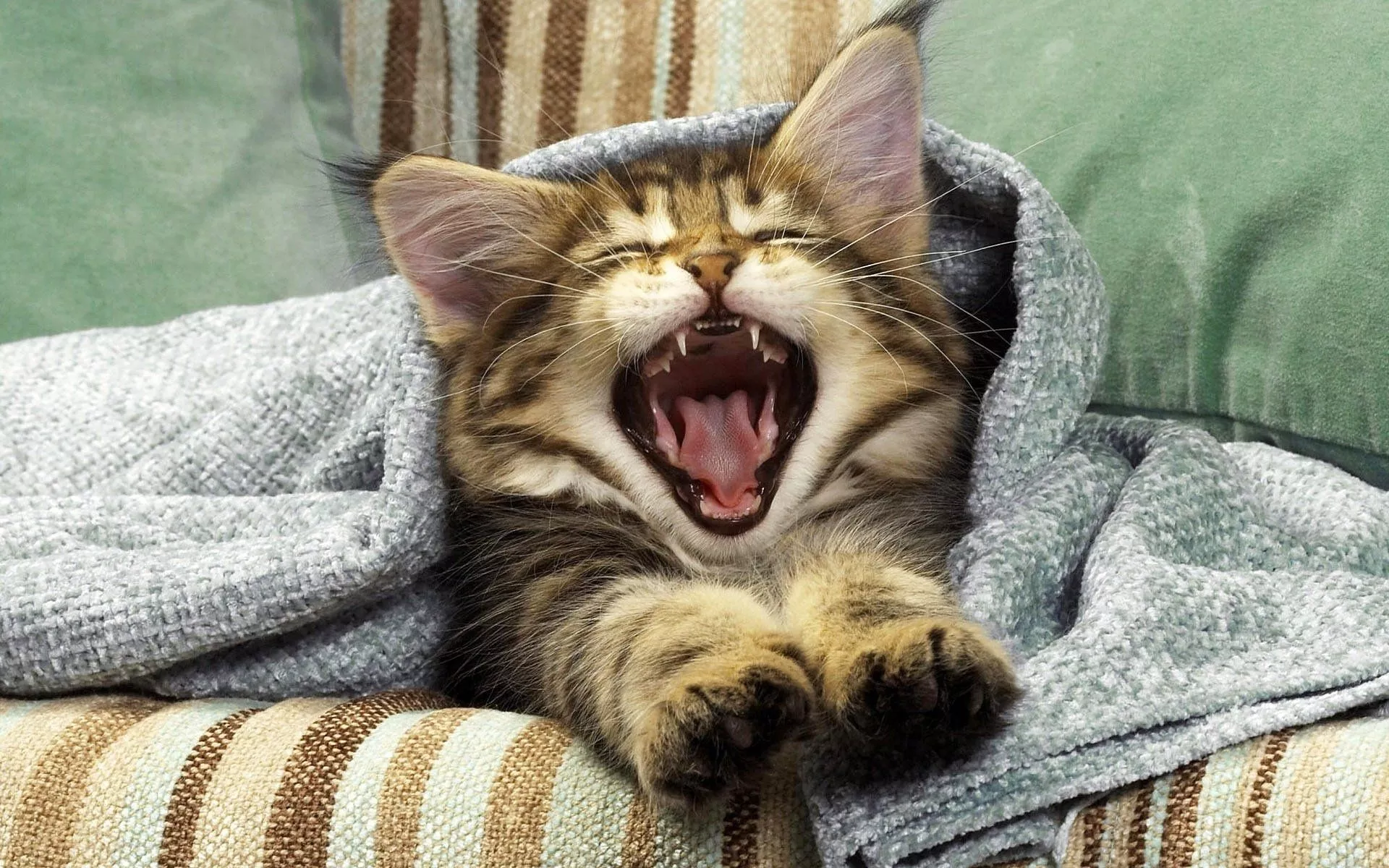 HD Wallpaper of a Playful Cat Yawning