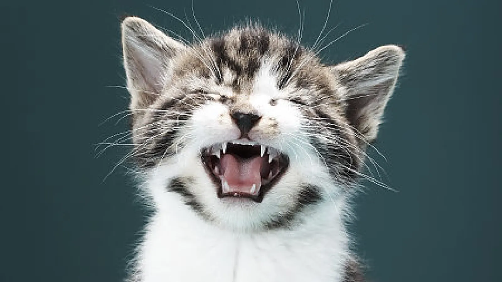 Cats Control Humans With High Pitched