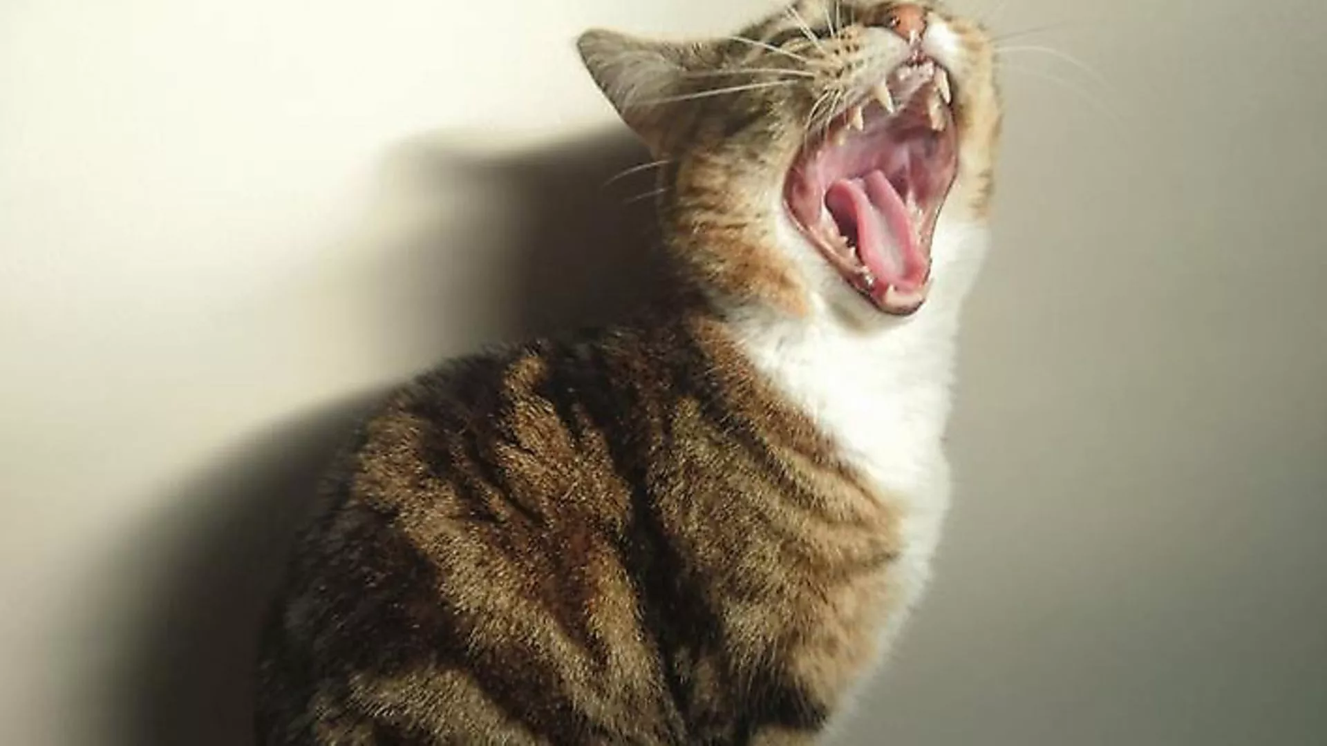 cute cat photo to celebrate