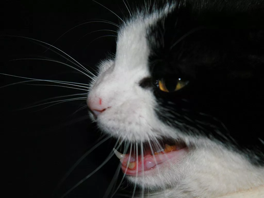 screaming cat. not really