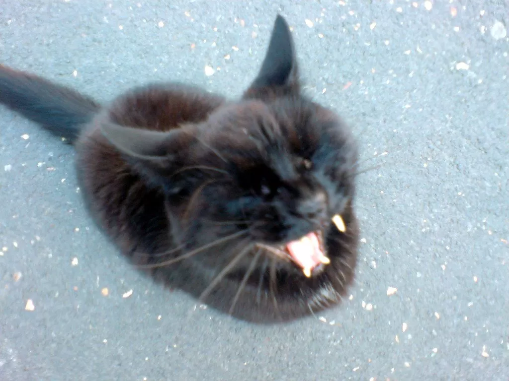 happy cat. A cat that is either