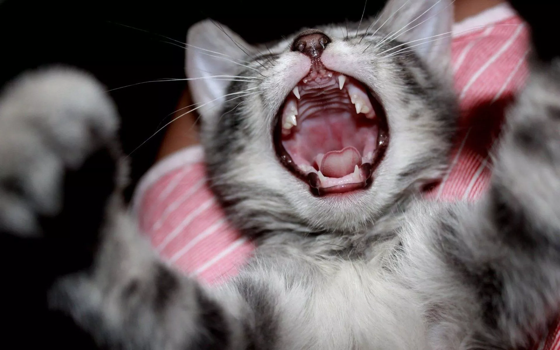 Yawning Cat HD Wallpaper