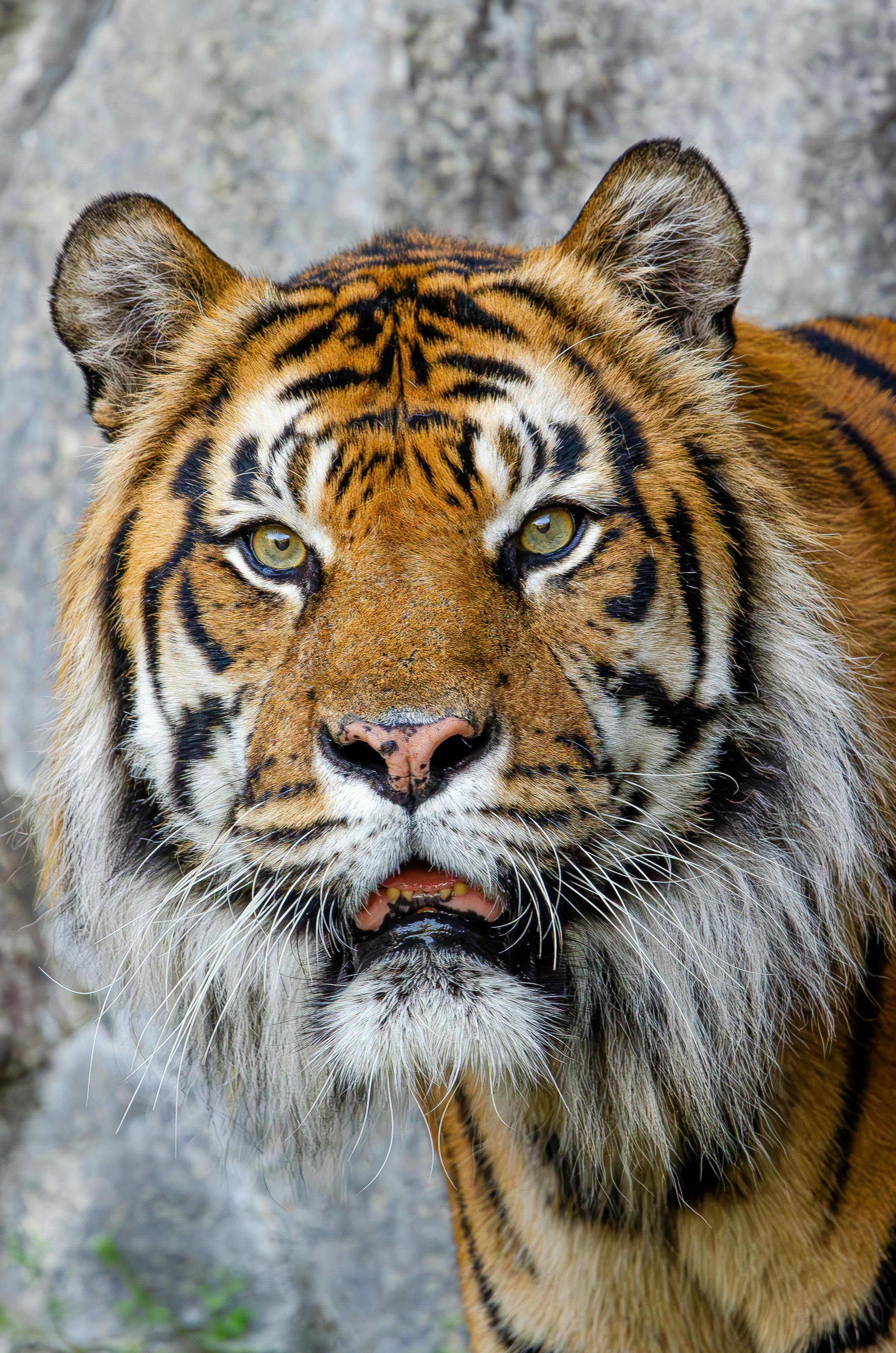 8k Wallpaper Tiger Photo, Download