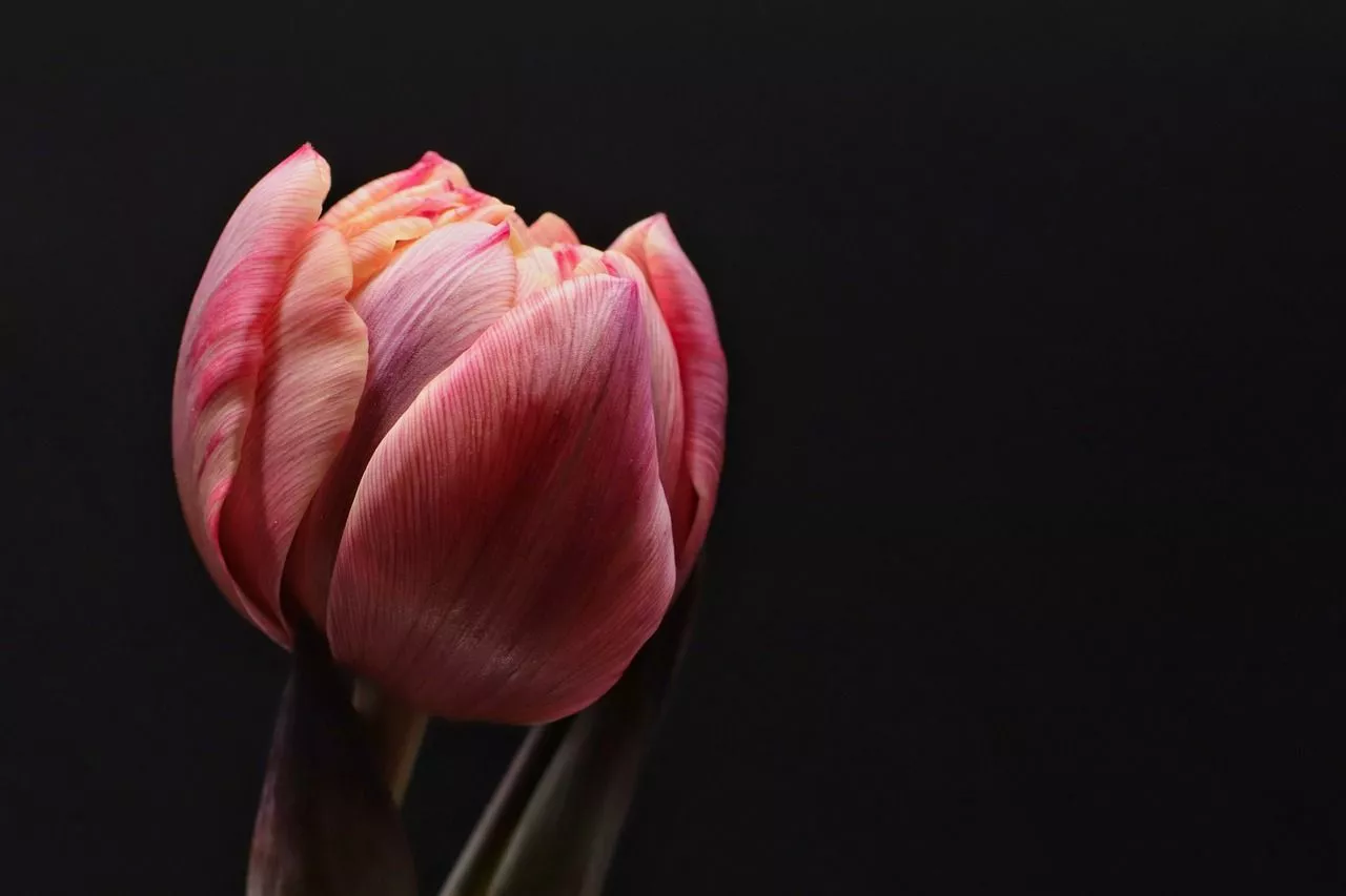 Free Tulip Wallpaper & Tulips Image