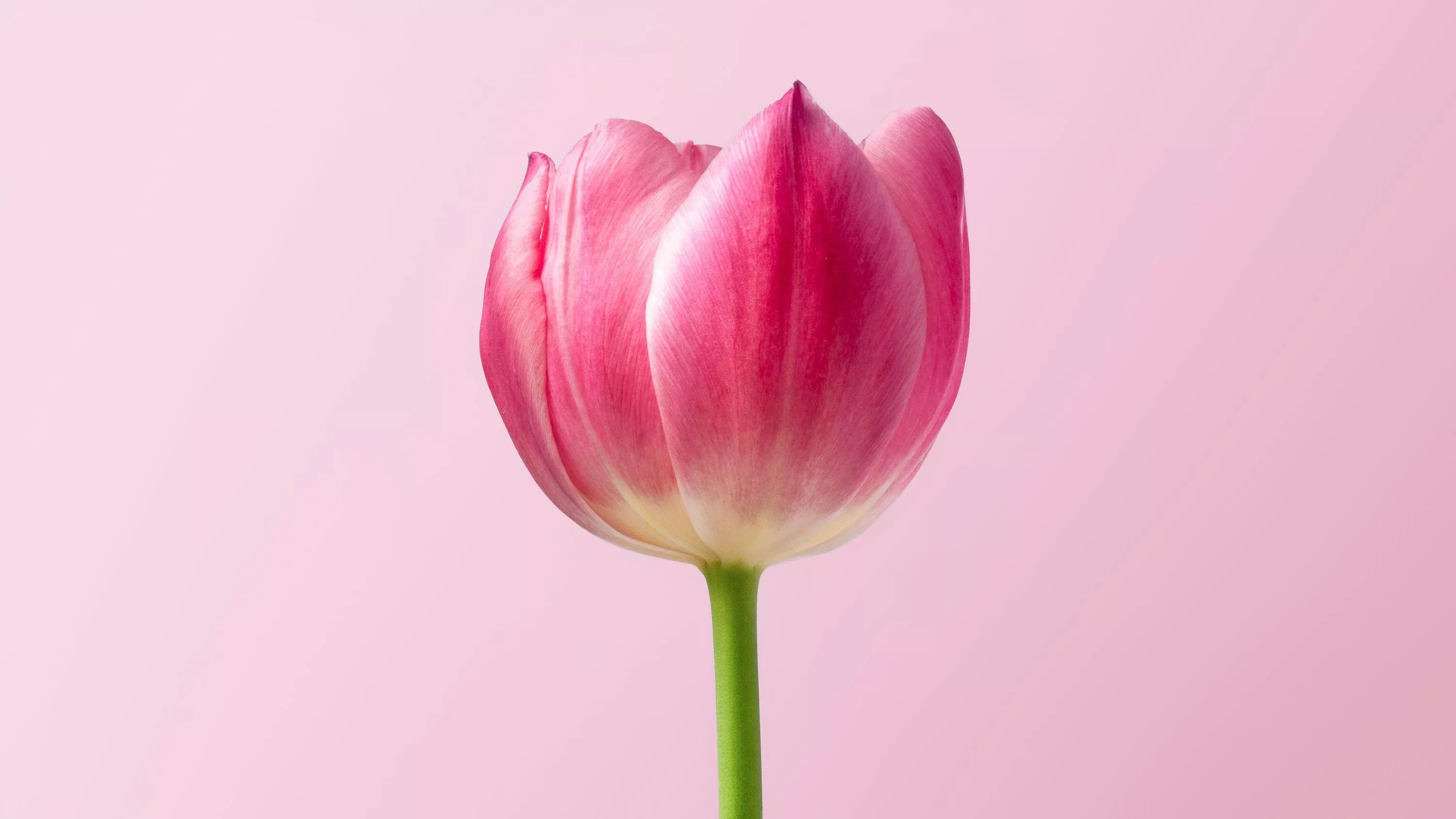 Tulip Picture HD
