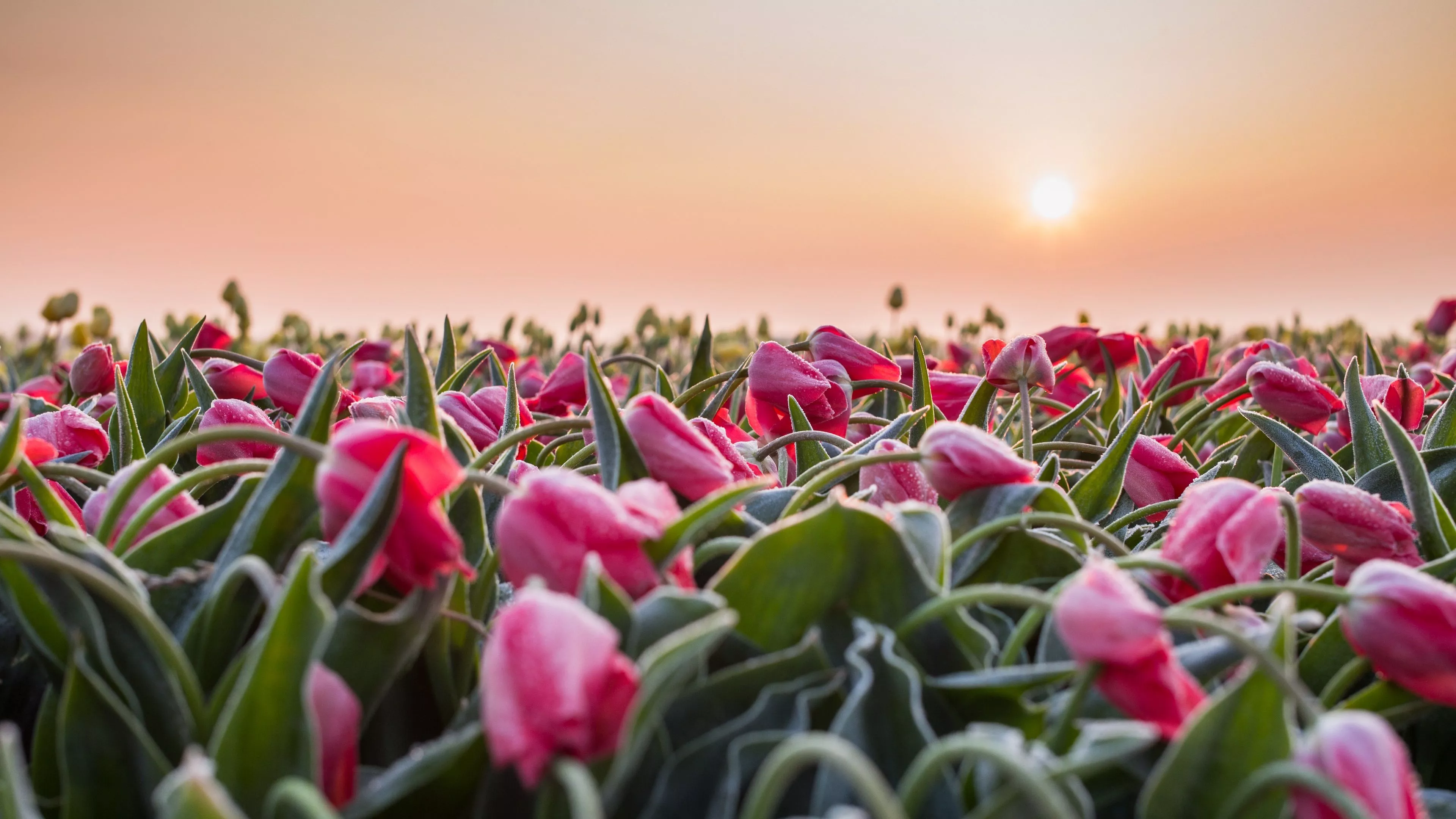 Download Flower Sunset Nature Tulip 4k