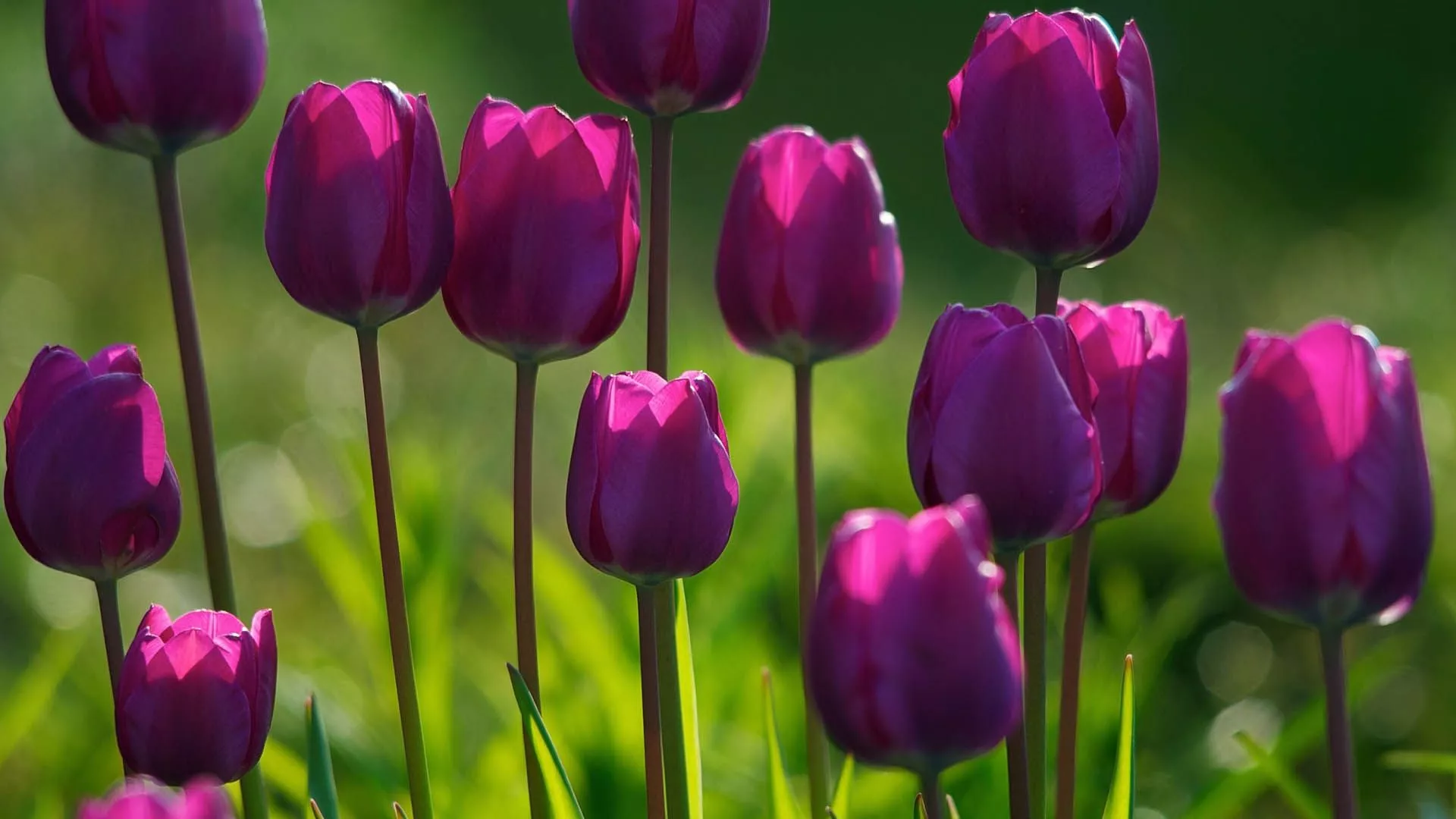 tulips, flowers, flowering Wallpaper