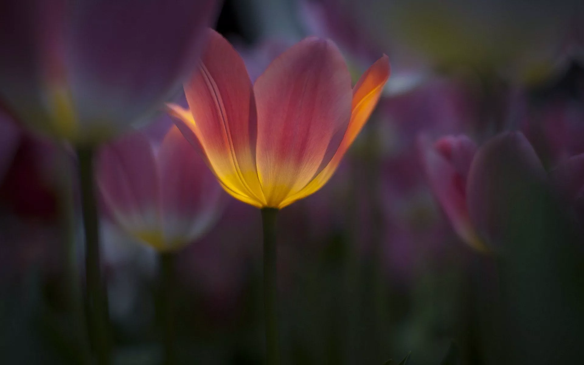 Download Nature Tulip HD Wallpaper