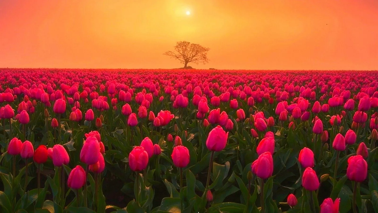Pink Tulip Flowers Field Green Leaves