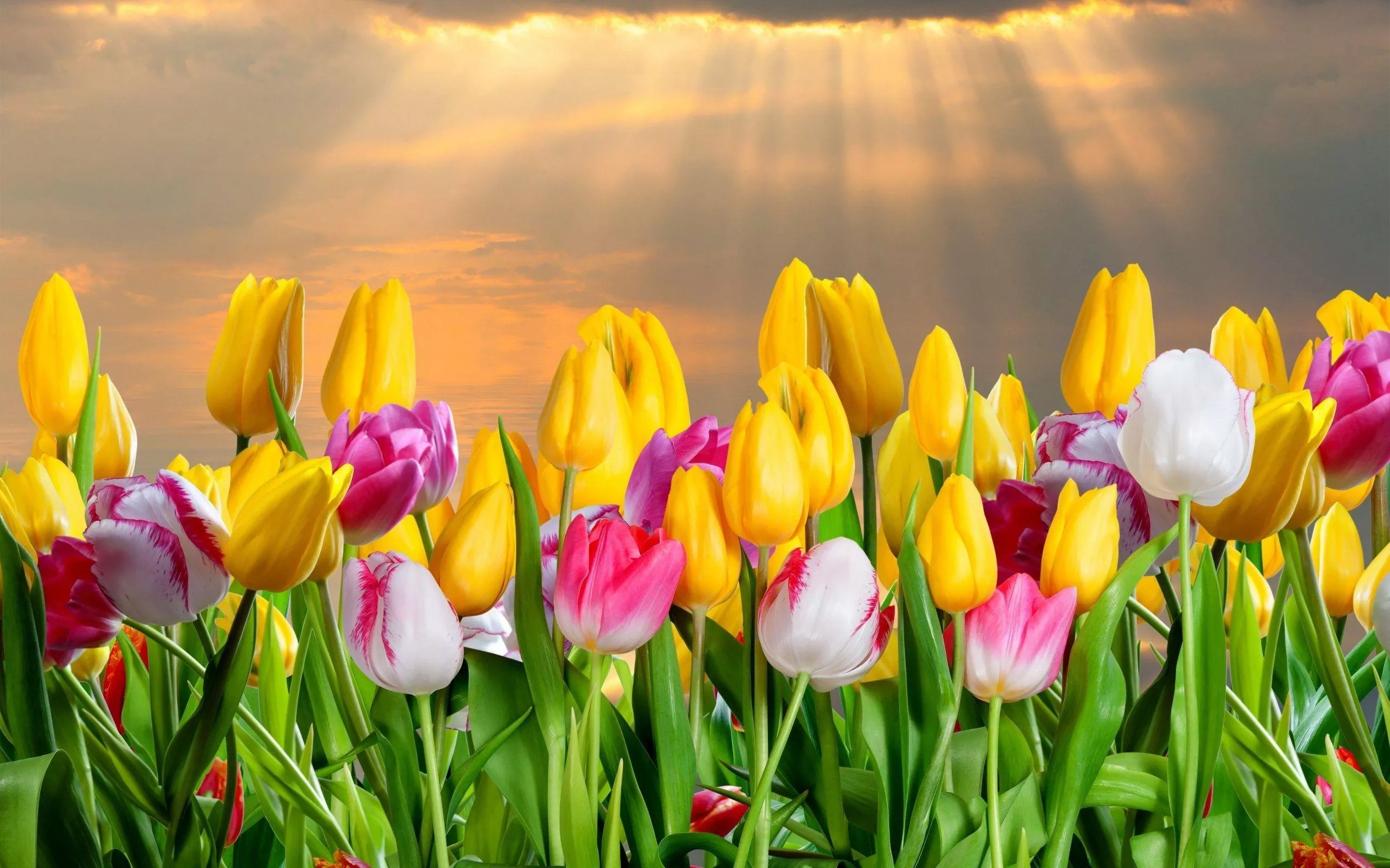 Yellow Tulips Wallpaper Free